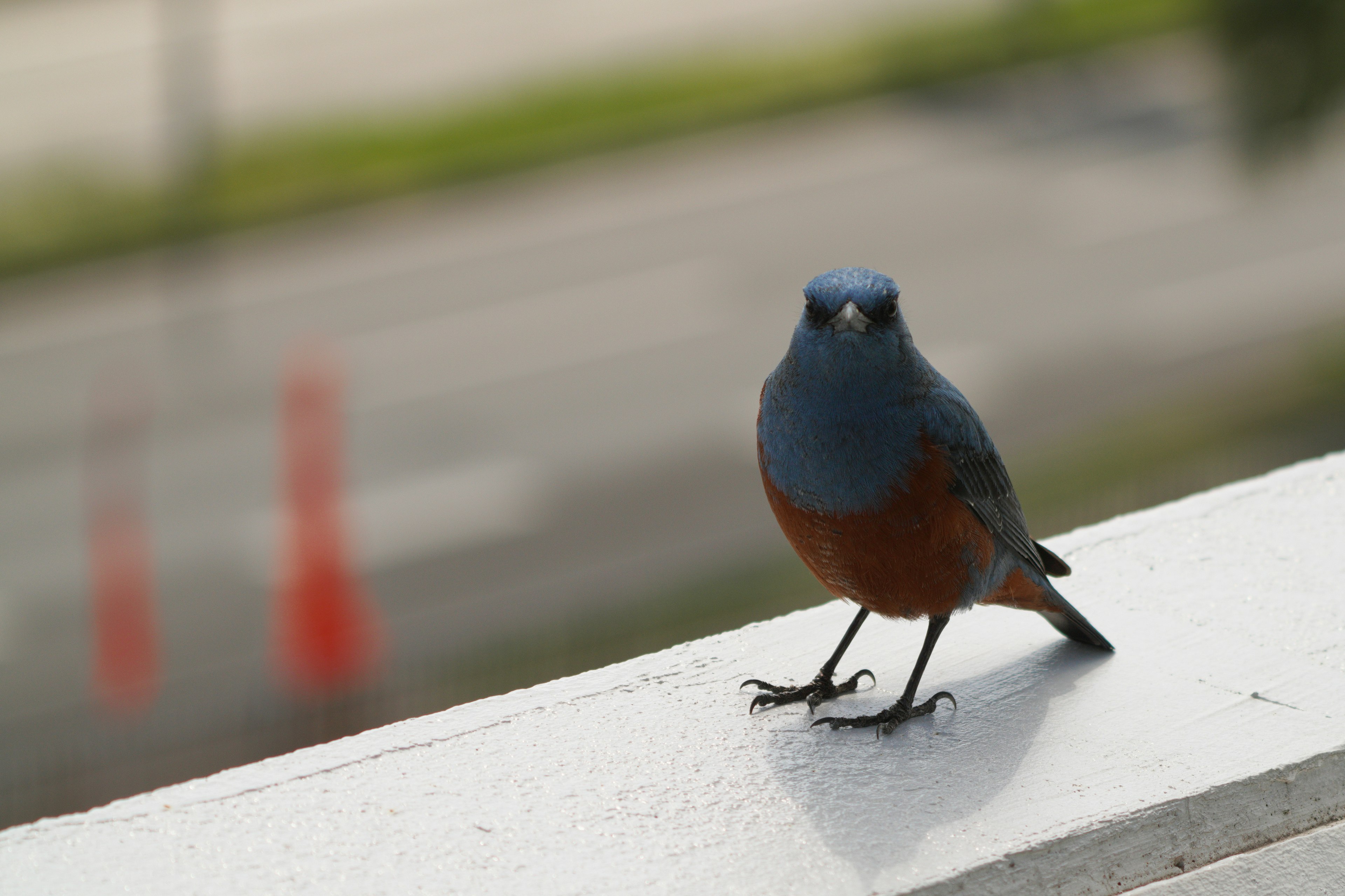 Un pájaro pequeño con cabeza azul y pecho naranja posado en un borde blanco