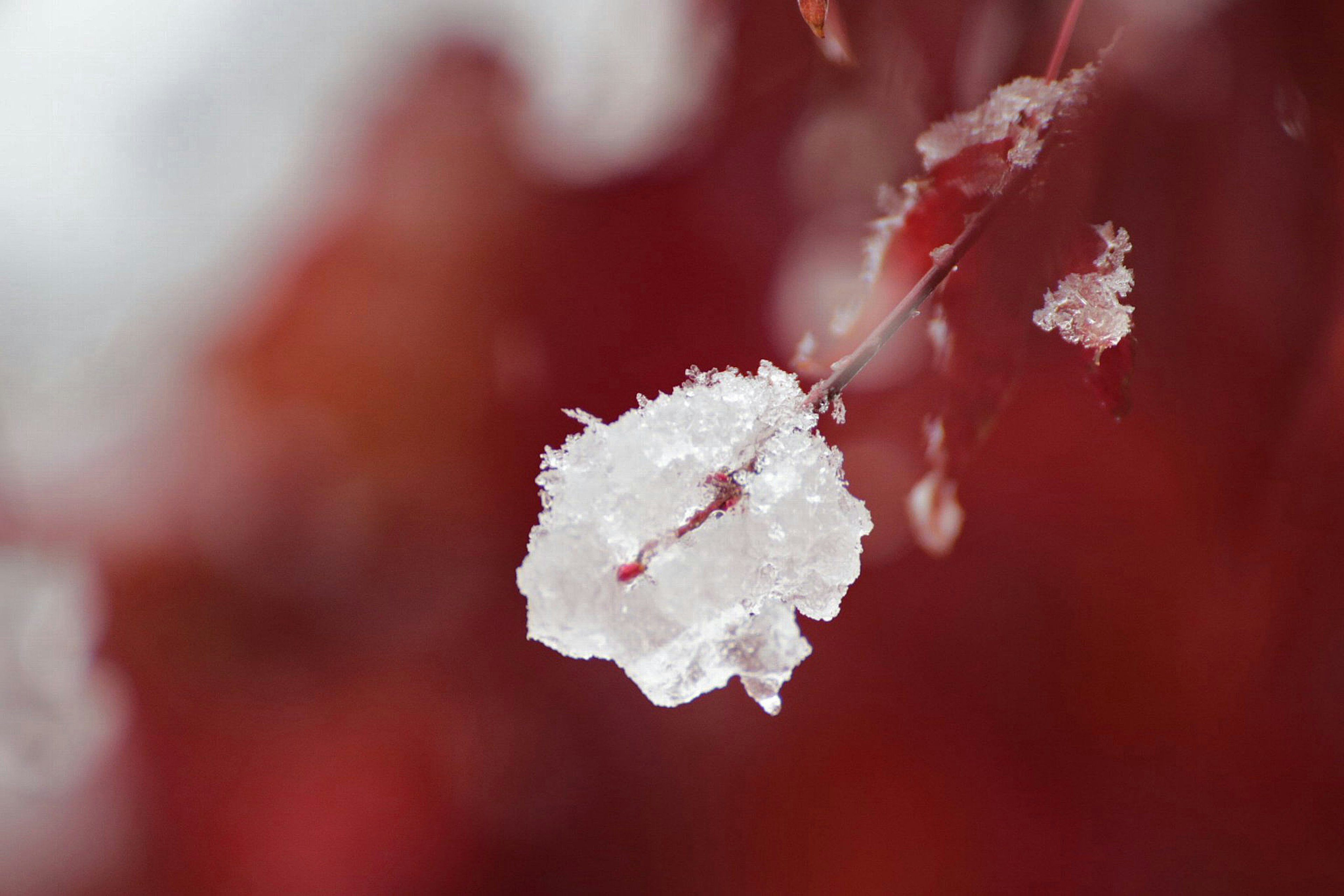 Gros plan d'un flocon de neige sur une branche avec un fond rouge