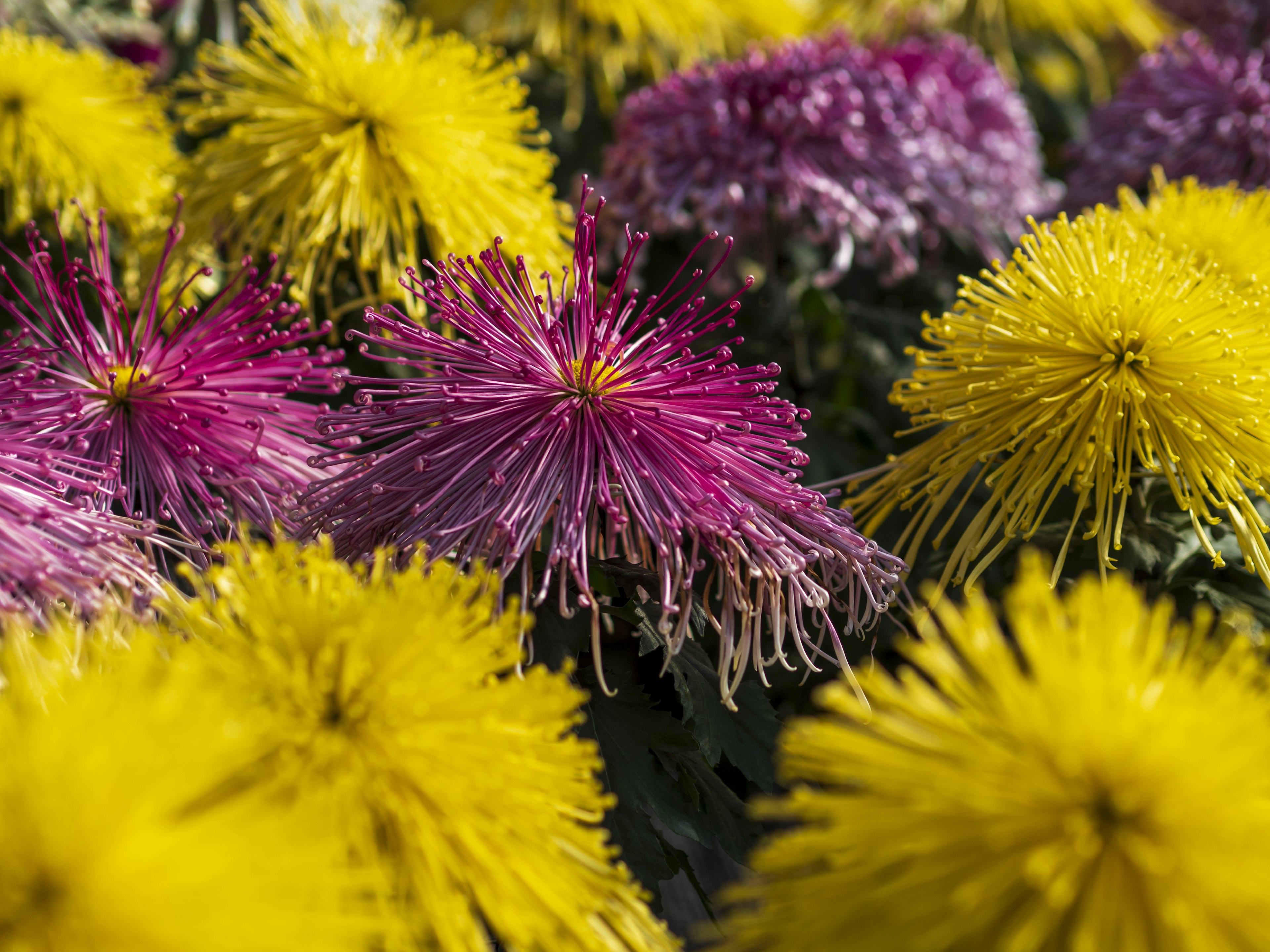 Flores coloridas en flor con flores amarillas y moradas