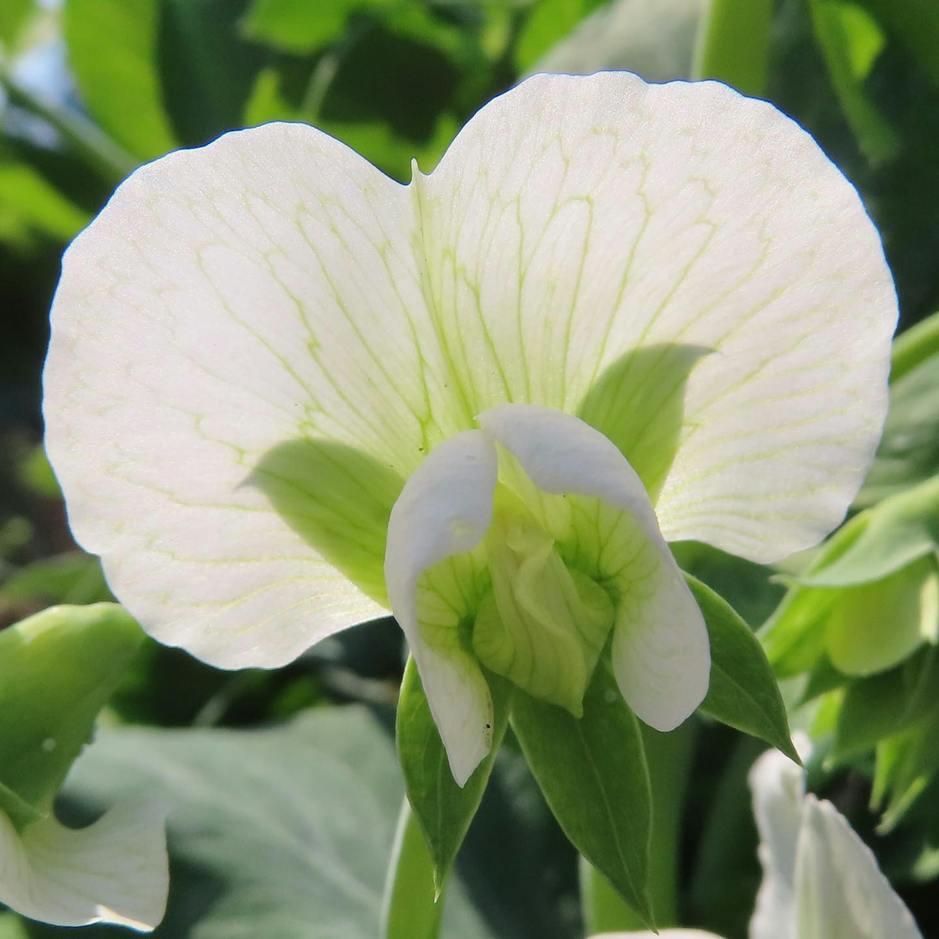 White pea flower blooming among green leaves