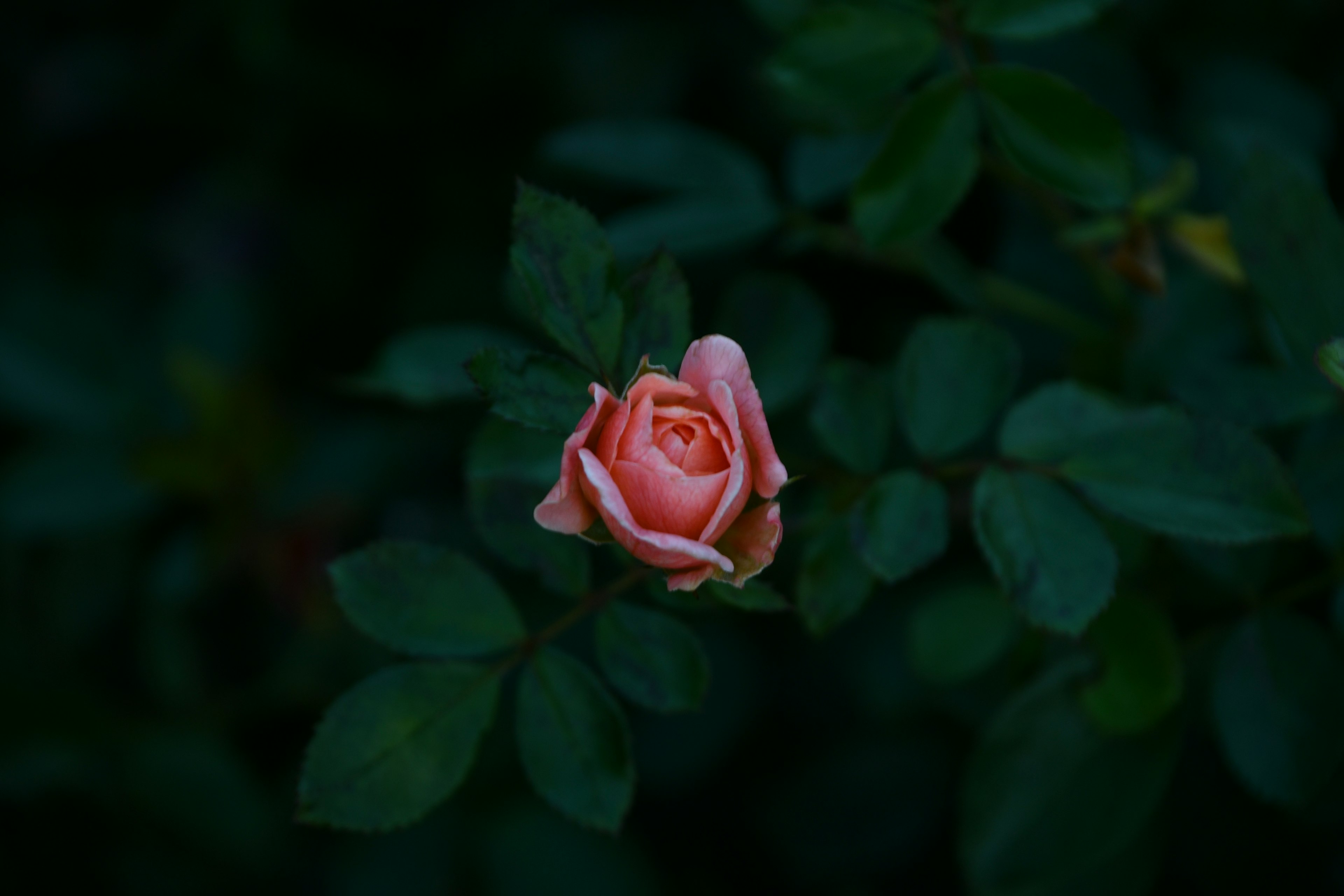 Una rosa rosa che fiorisce su uno sfondo scuro con foglie verdi