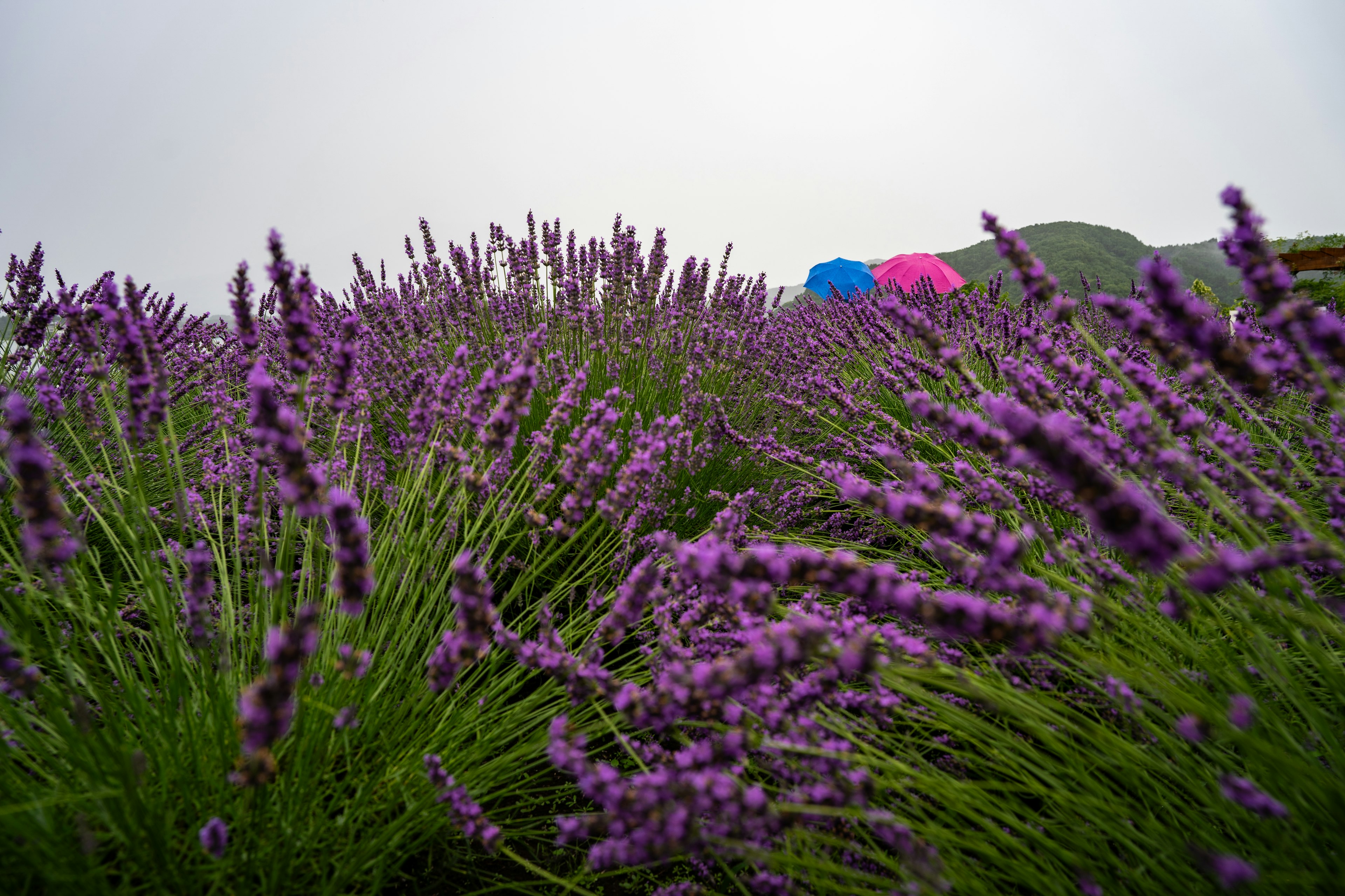 Campo de lavanda con flores moradas vibrantes y paraguas coloridos al fondo