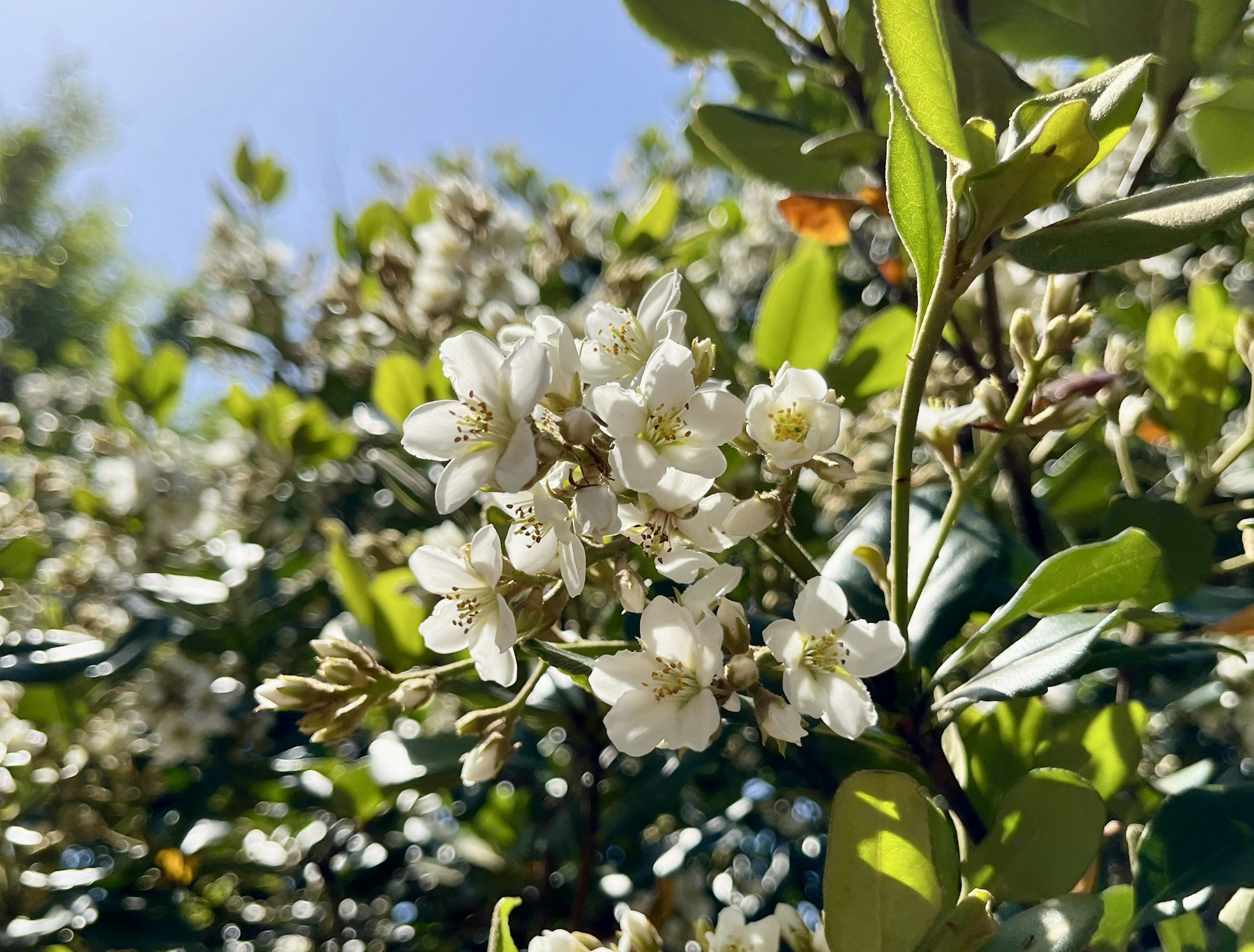 阳光下绿叶树上的白色花朵特写