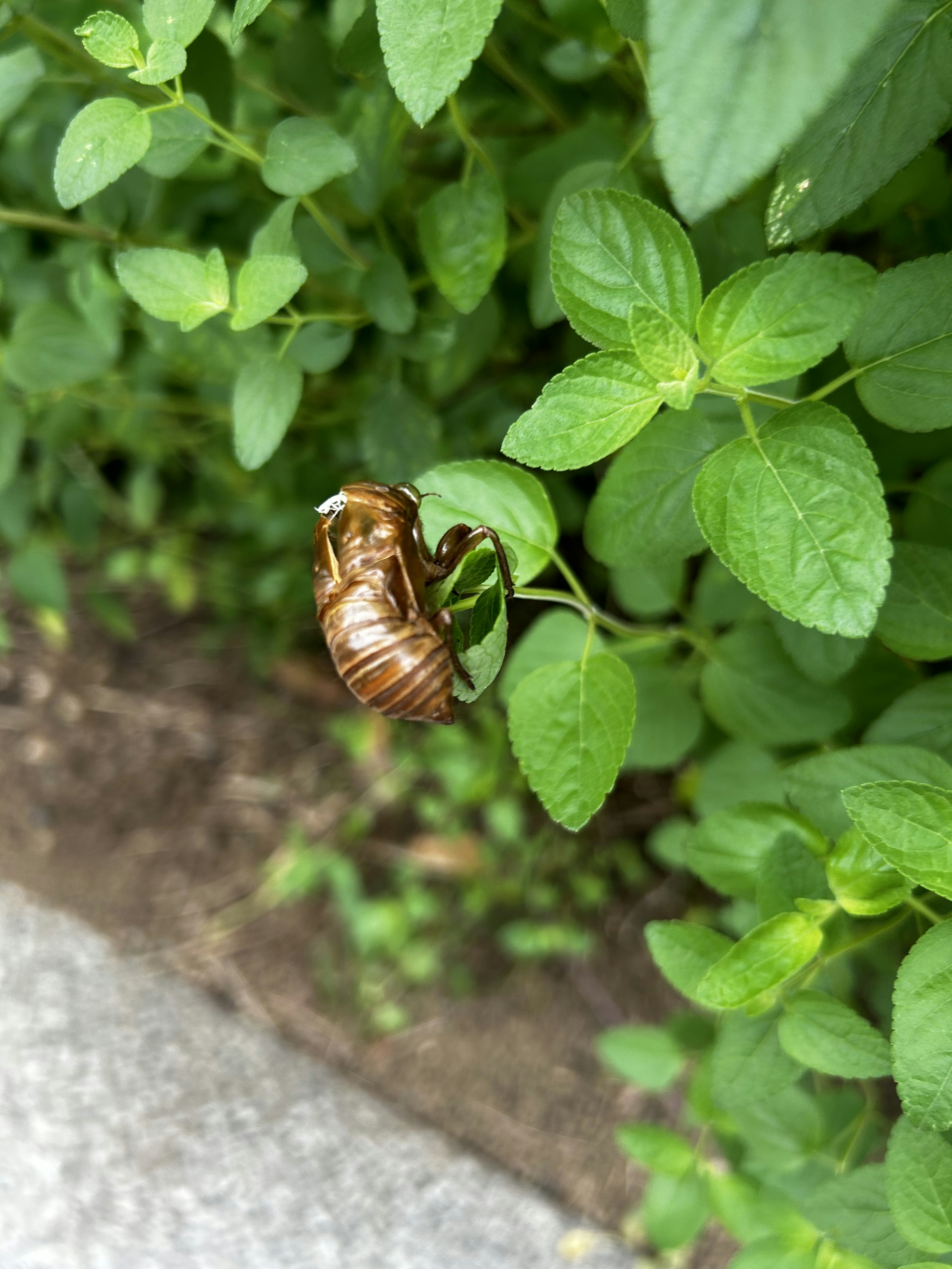 Cangkang cicada coklat di atas daun hijau