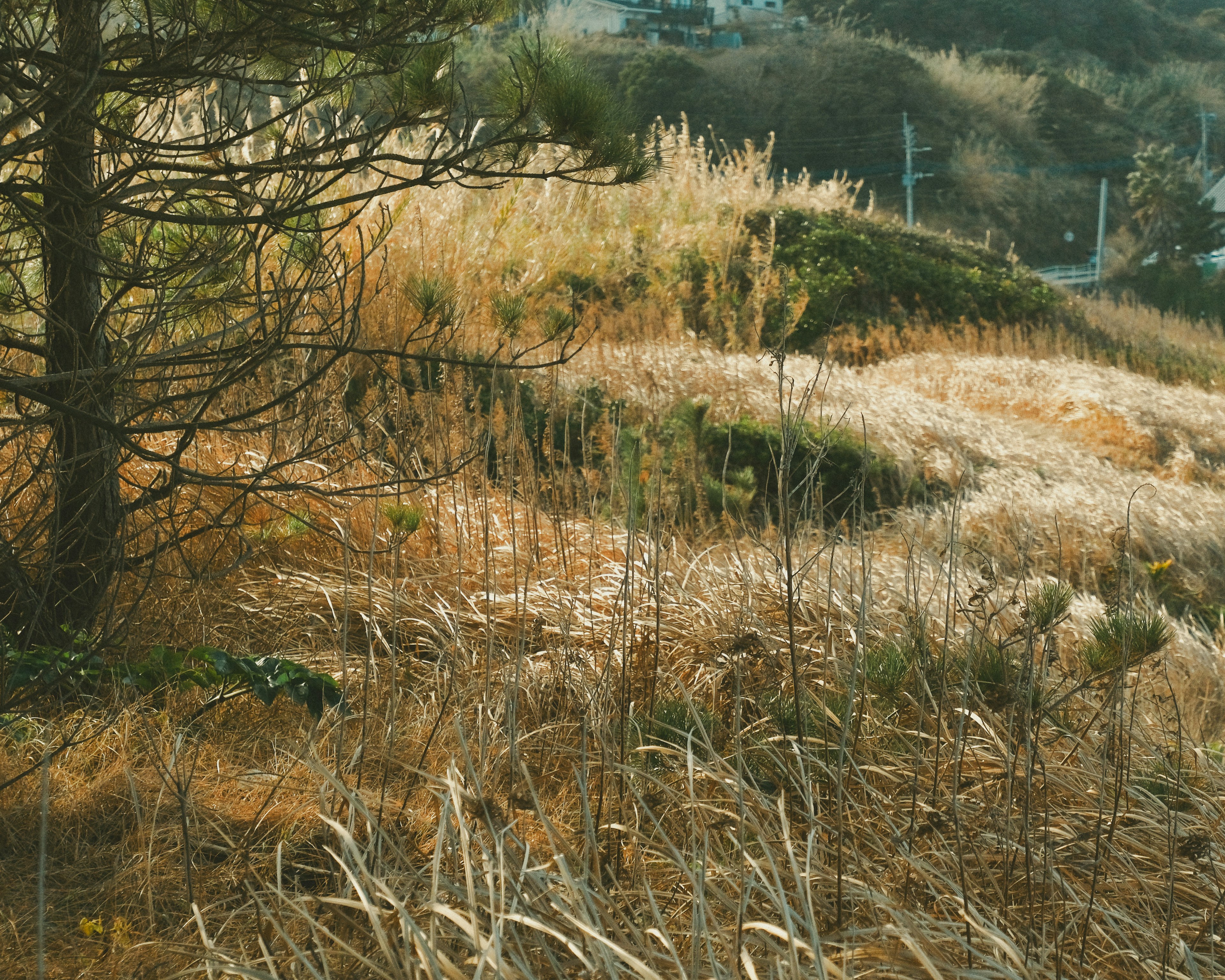 草原の緑と金色の色合いが特徴的な風景