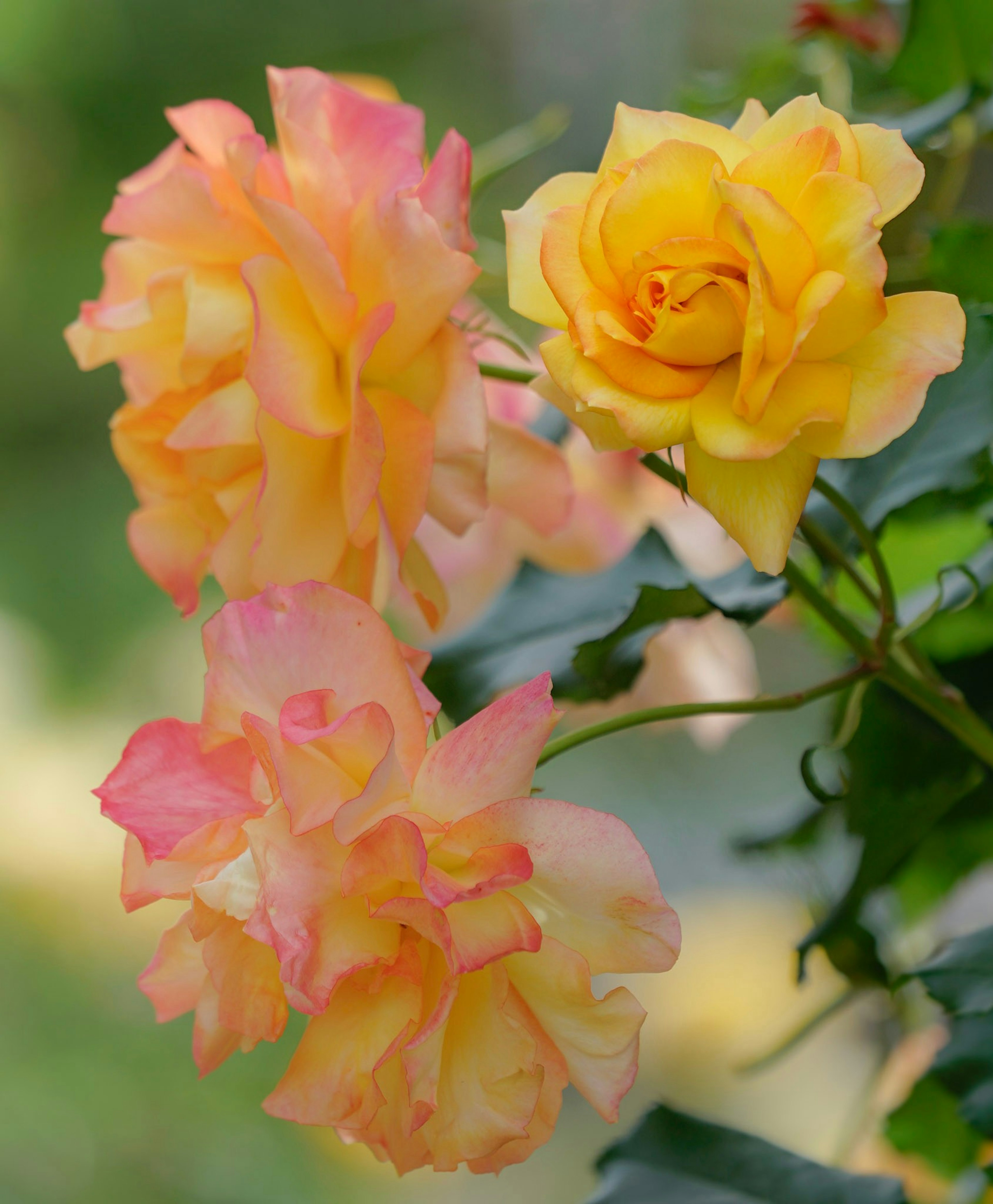 Rosas coloridas en flor con tonos de amarillo y rosa