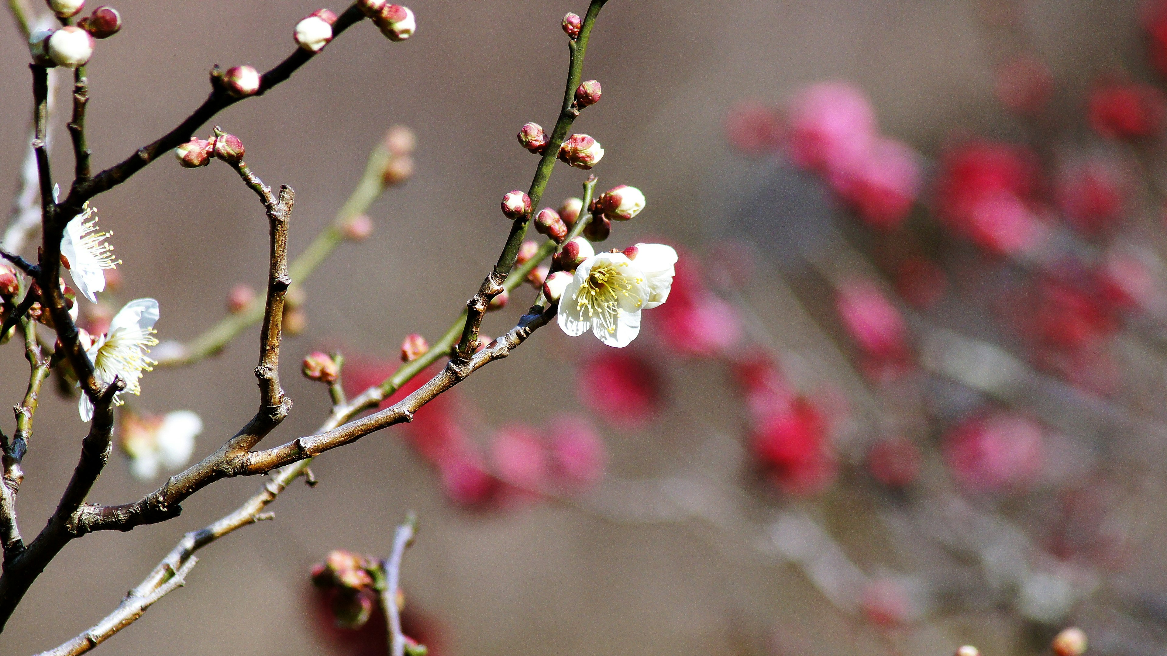 Primo piano di un ramo con fiori bianchi e gemme rosse