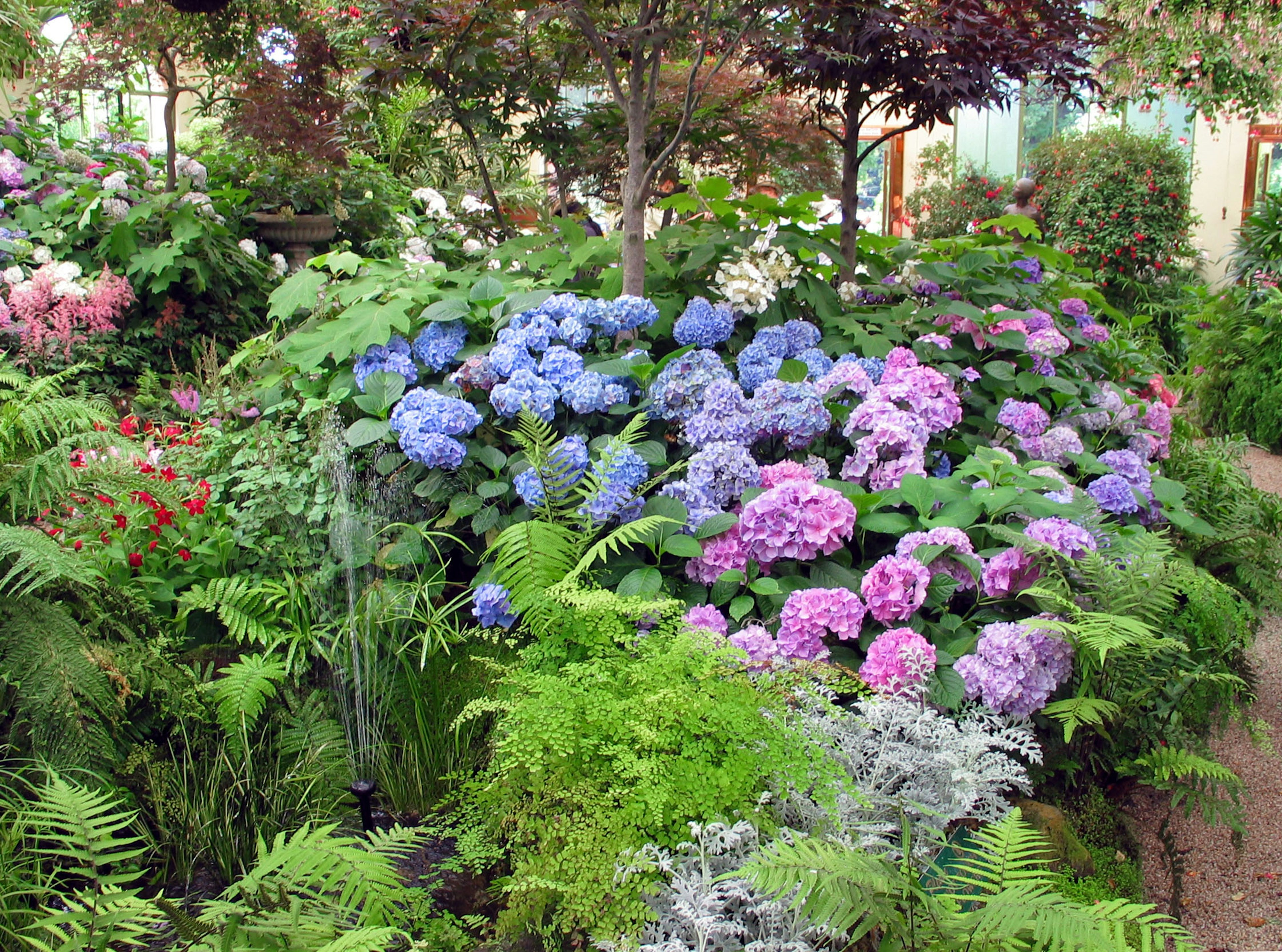 Una escena de jardín exuberante con hortensias vibrantes en tonos de azul y rosa rodeadas de vegetación