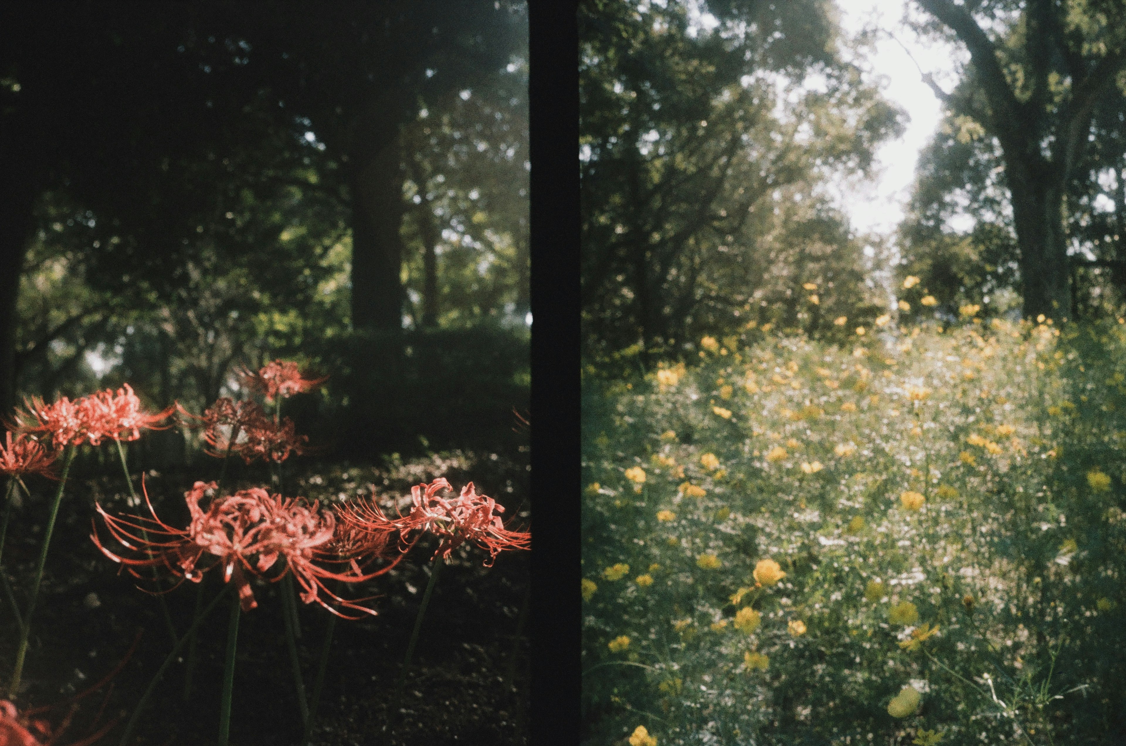 Red spider lilies and yellow flowers in a lush green setting