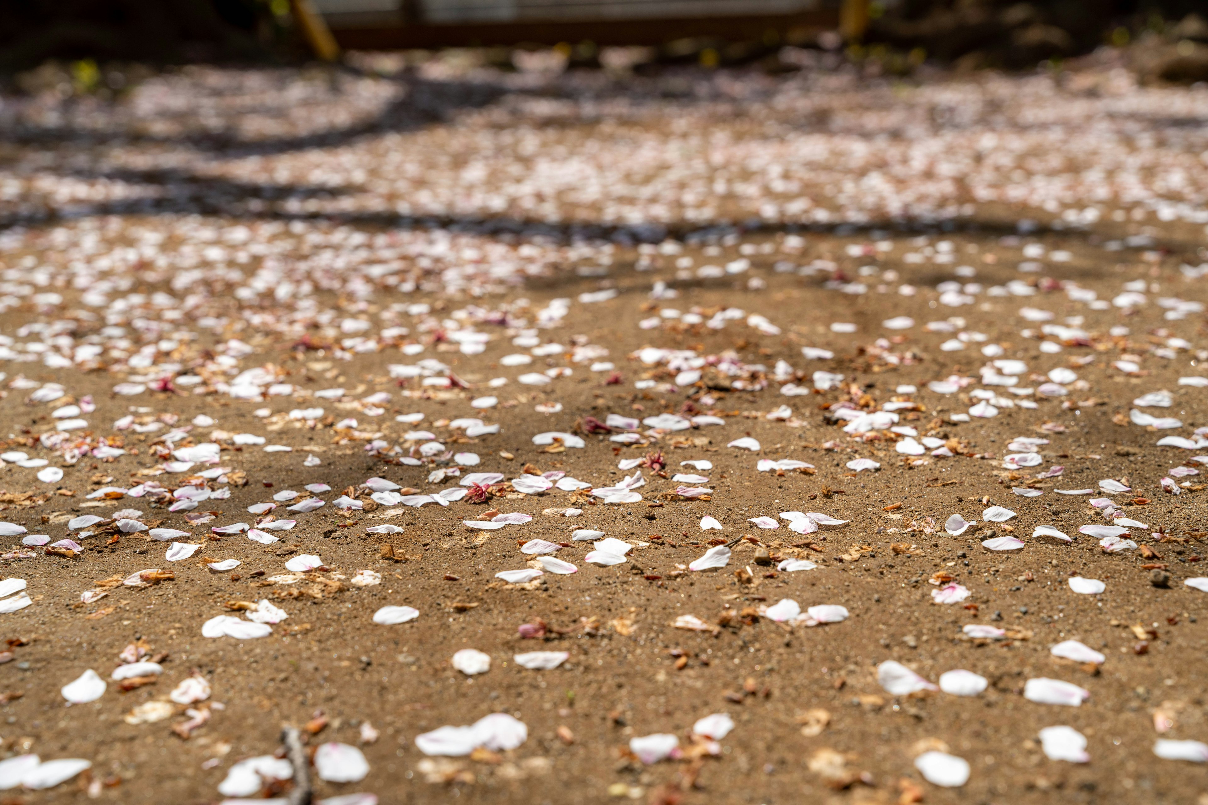 Scattered cherry blossom petals on the ground with a brown background