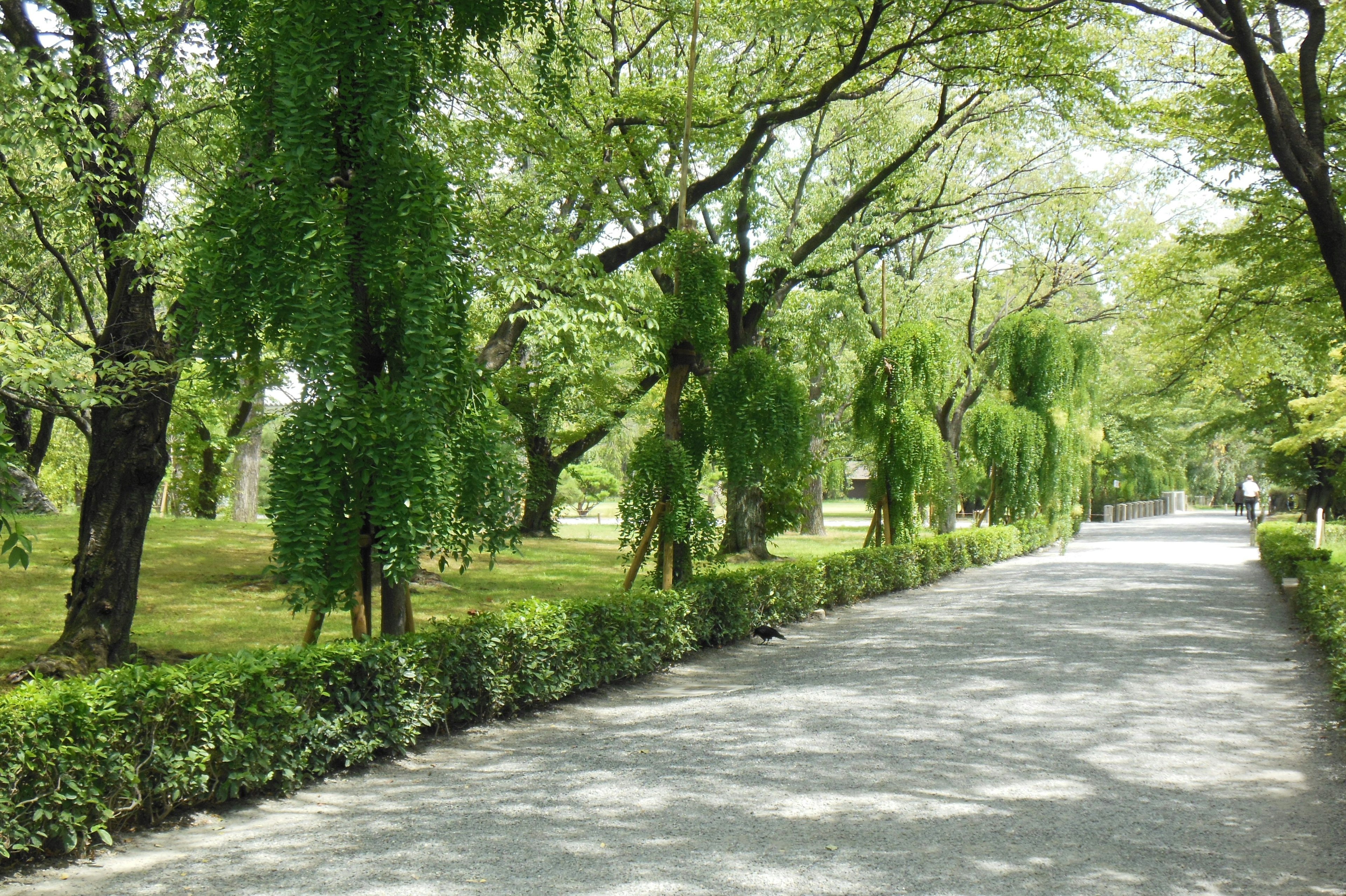 緑の木々に囲まれた静かな公園の小道