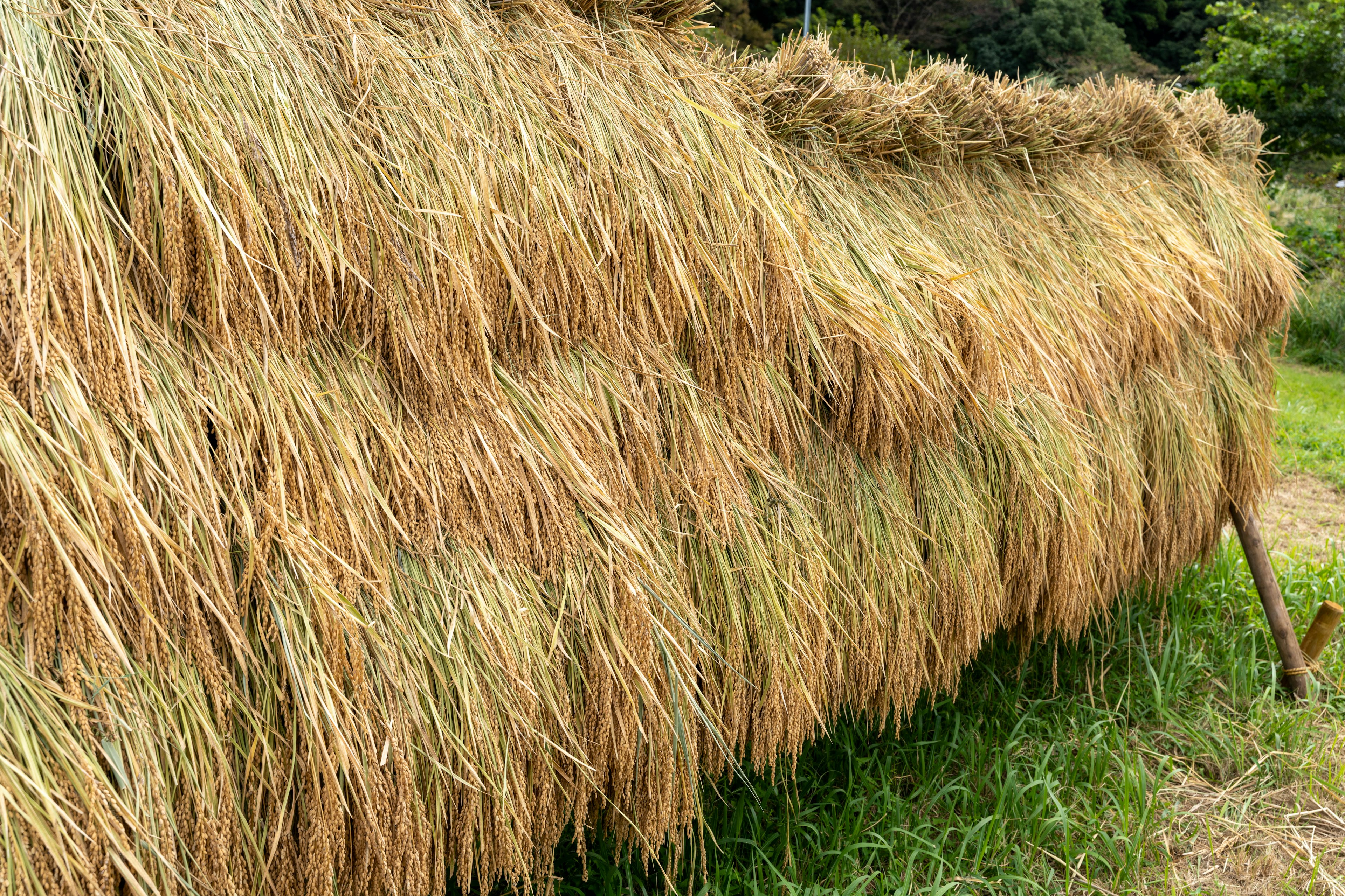 Réserve de cultures recouverte de paille de riz séchée