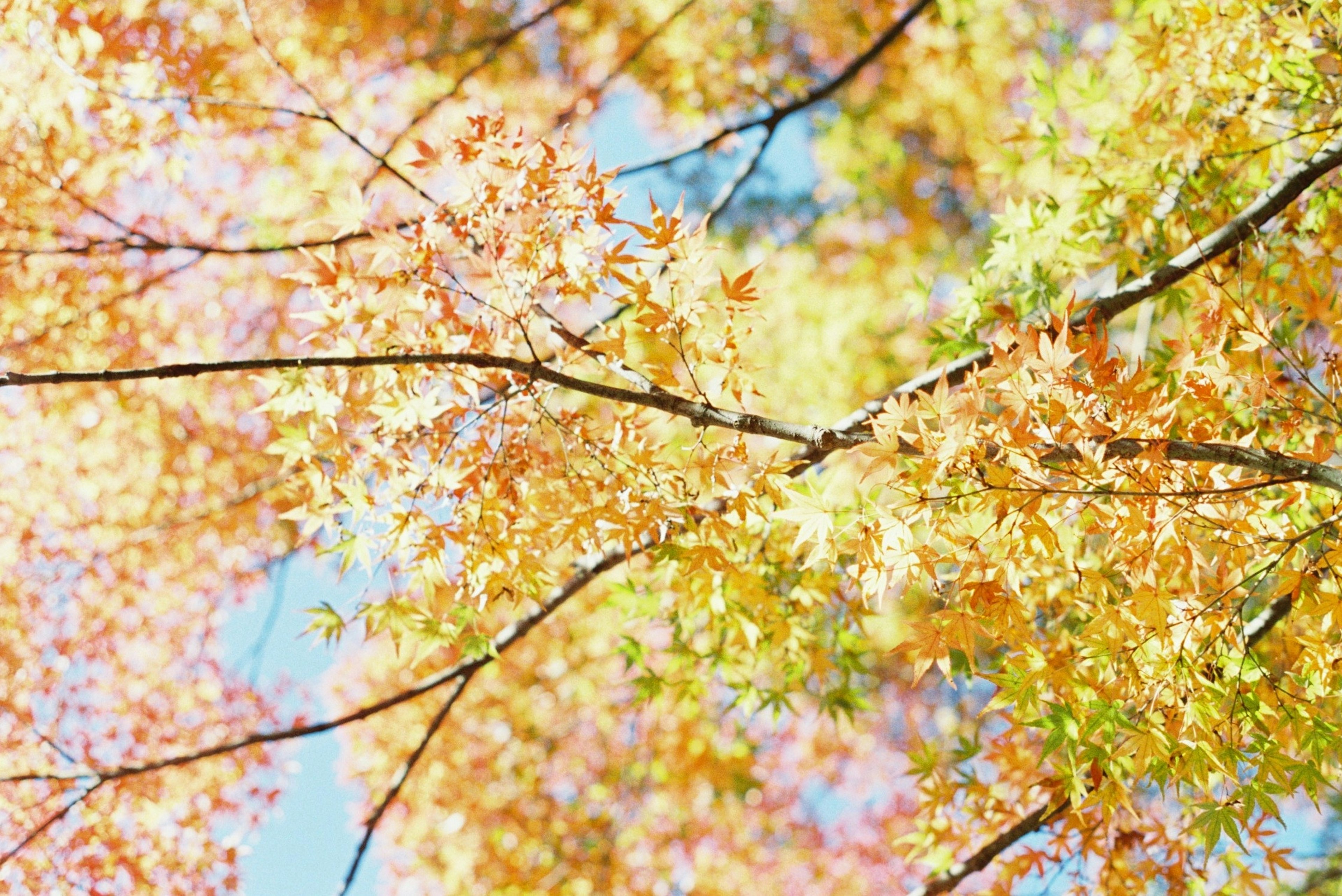 Hojas de otoño coloridas extendiéndose sobre ramas contra un cielo azul