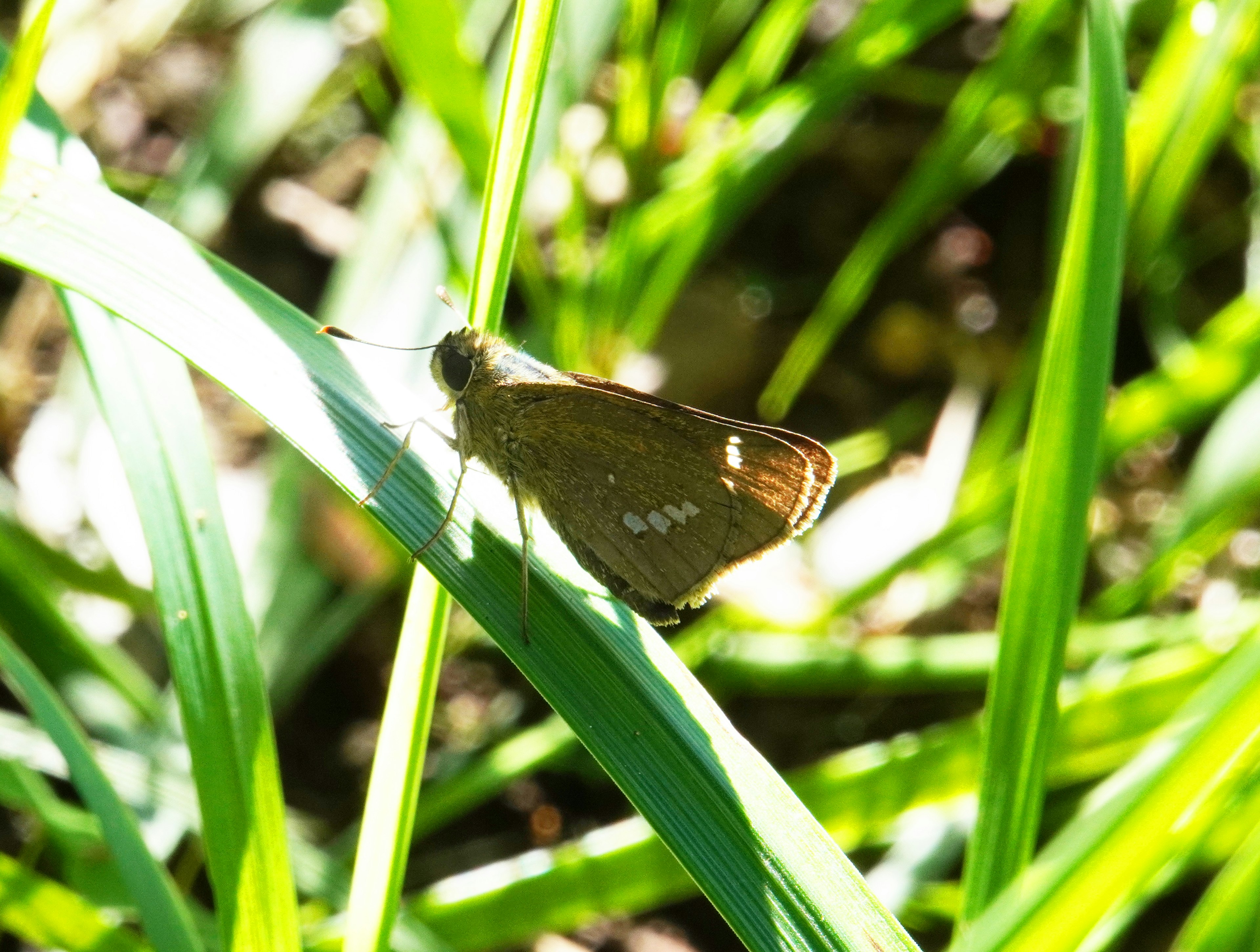 Brauner Schmetterling auf grünem Gras ruhend