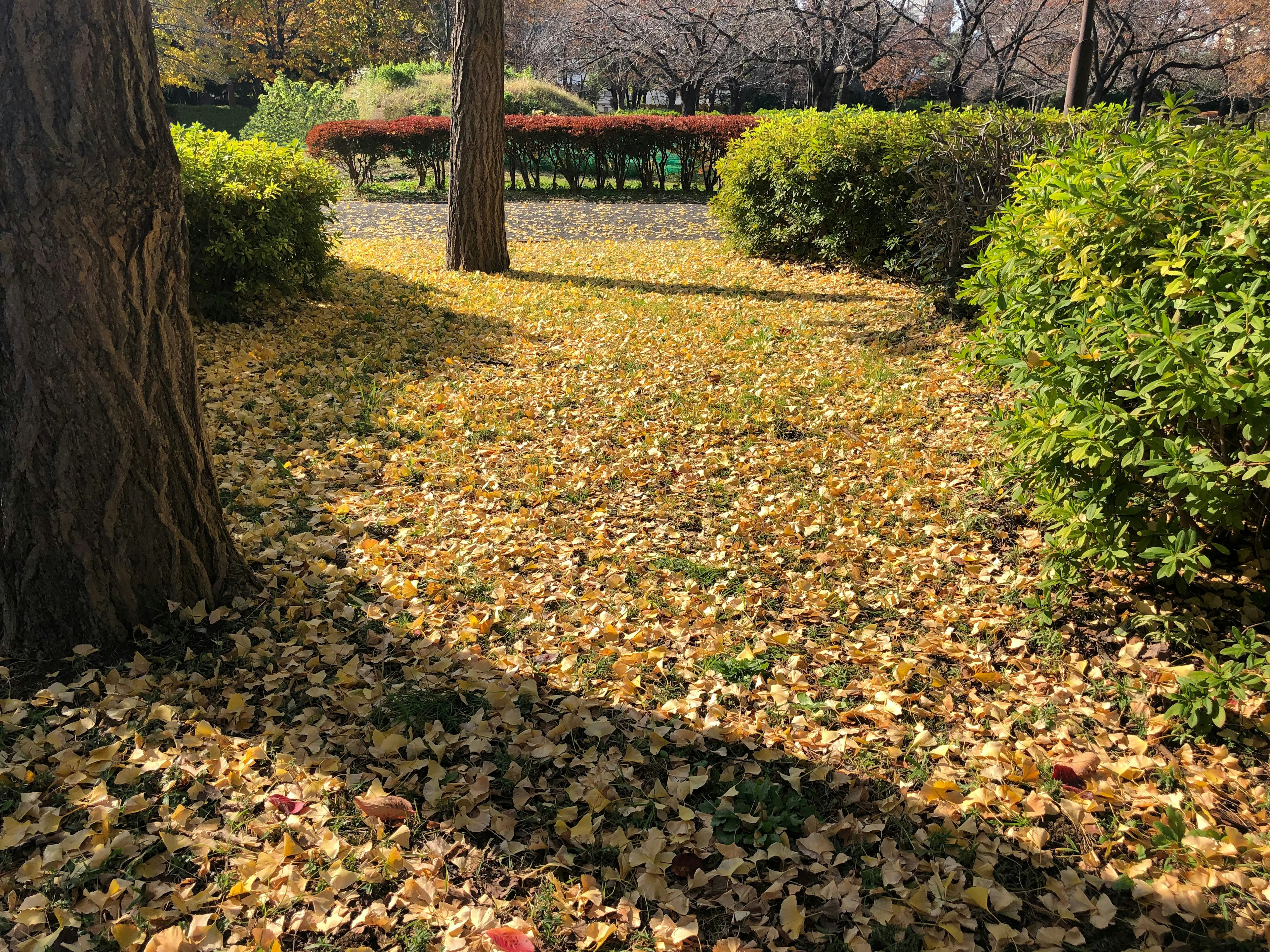 Scena autunnale in un parco con un sentiero coperto di foglie gialle circondato da arbusti verdi e alberi