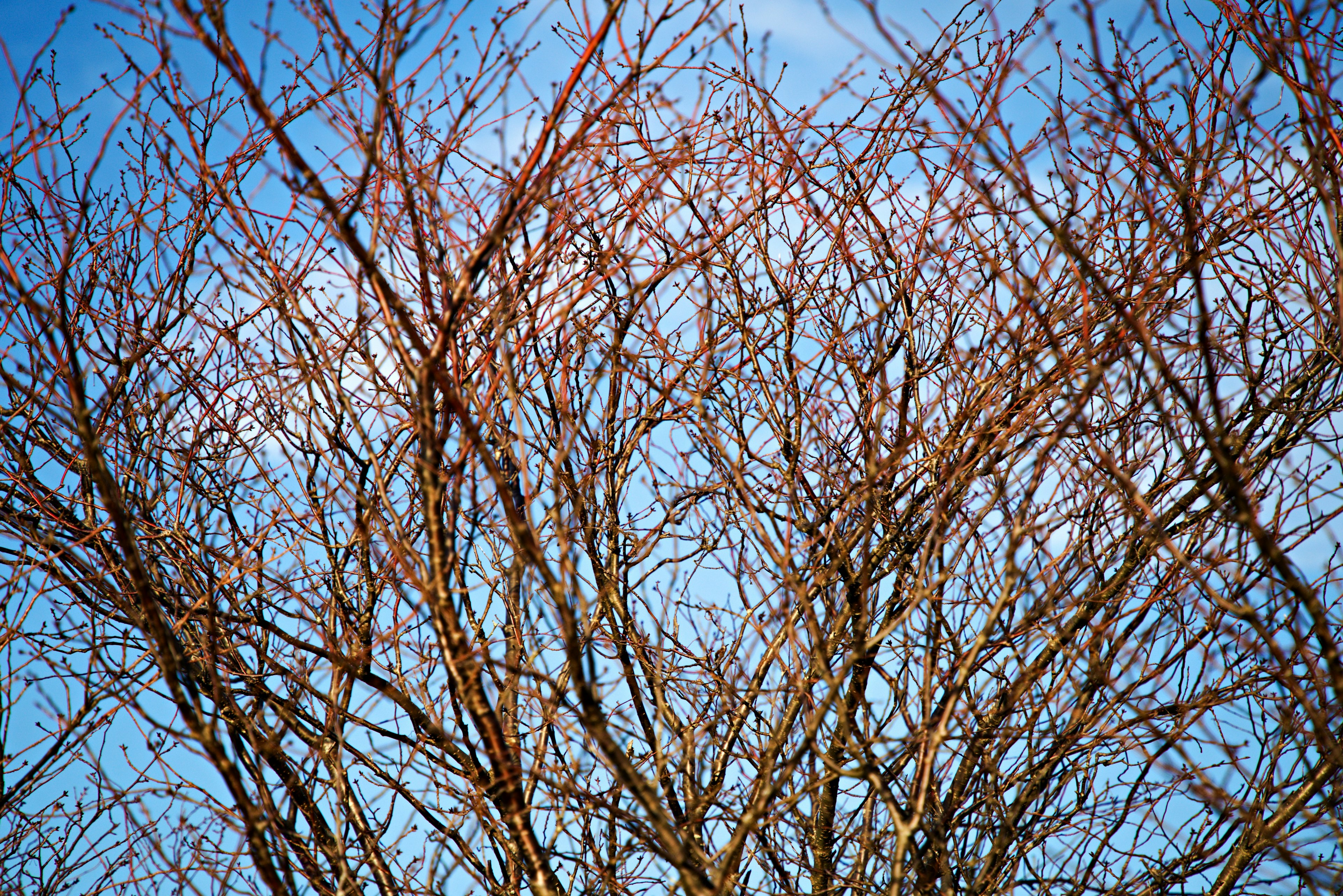 Intricate branches against a blue sky