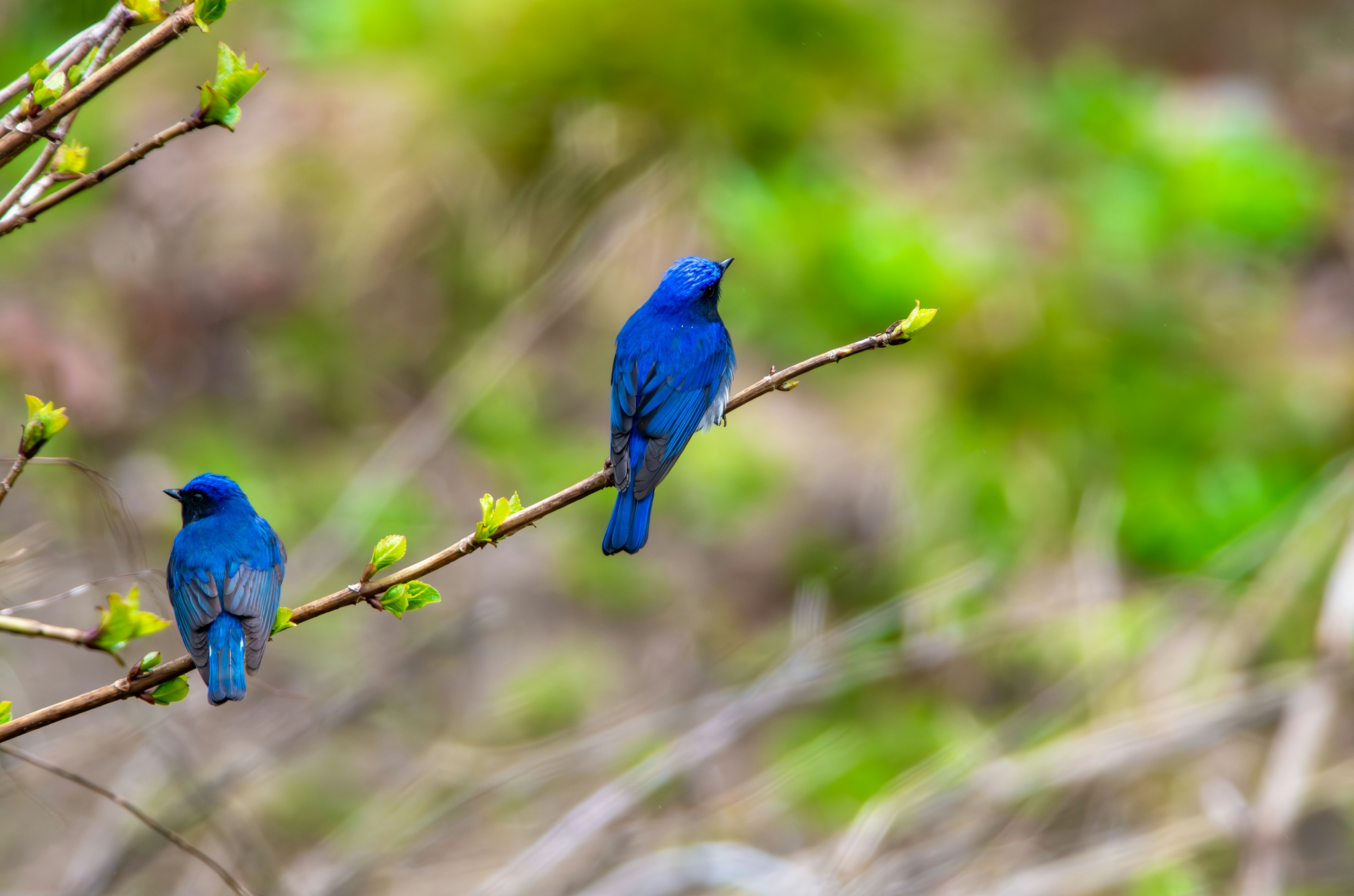 Zwei lebhafte blaue Vögel sitzen auf einem Ast mit grünem Laub im Hintergrund