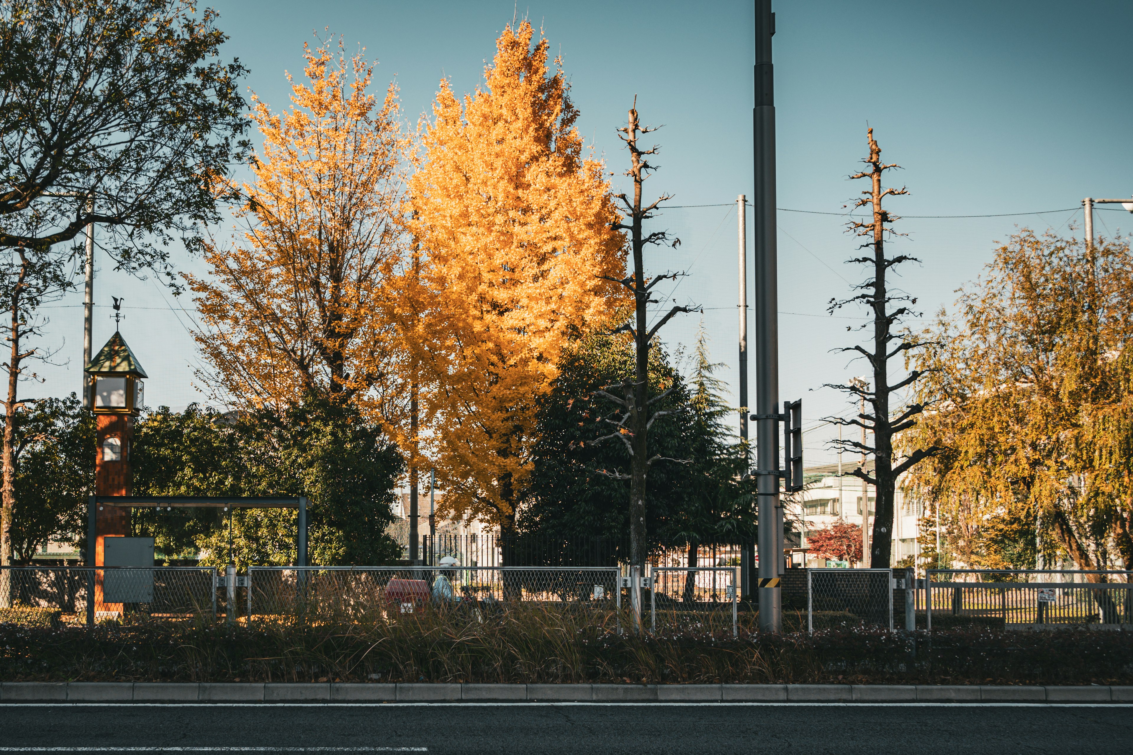 Paesaggio autunnale con alberi dalle foglie gialle e una strada