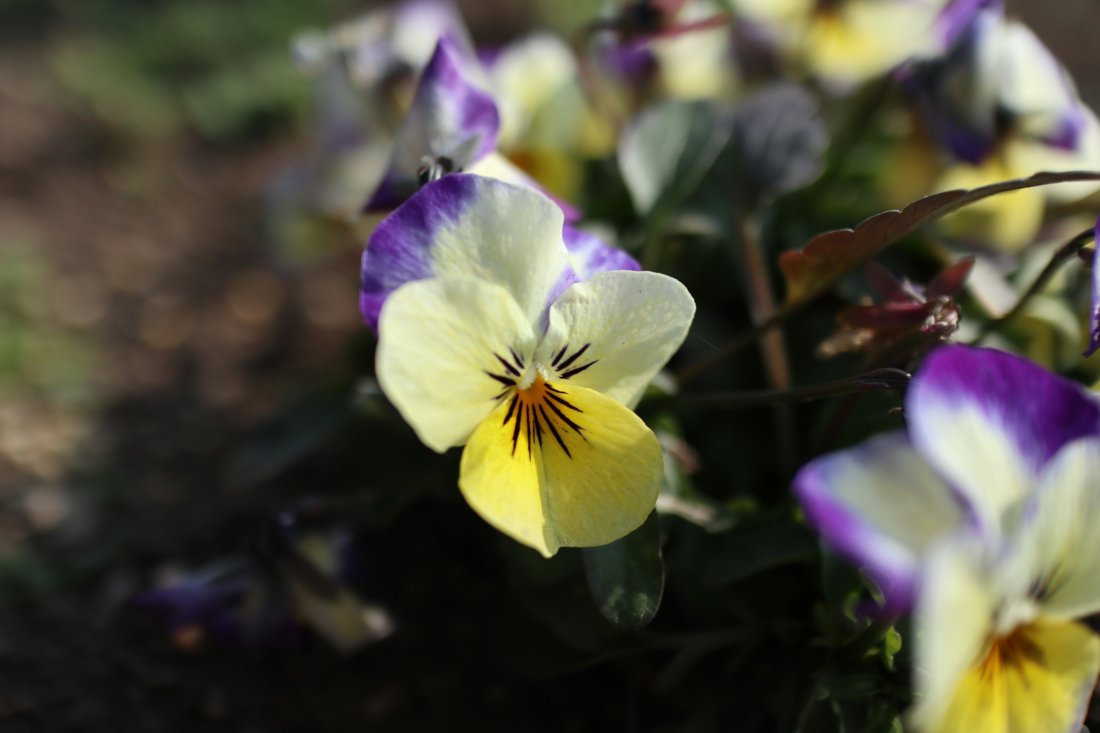 紫と黄色のパンジーの花が咲いている様子