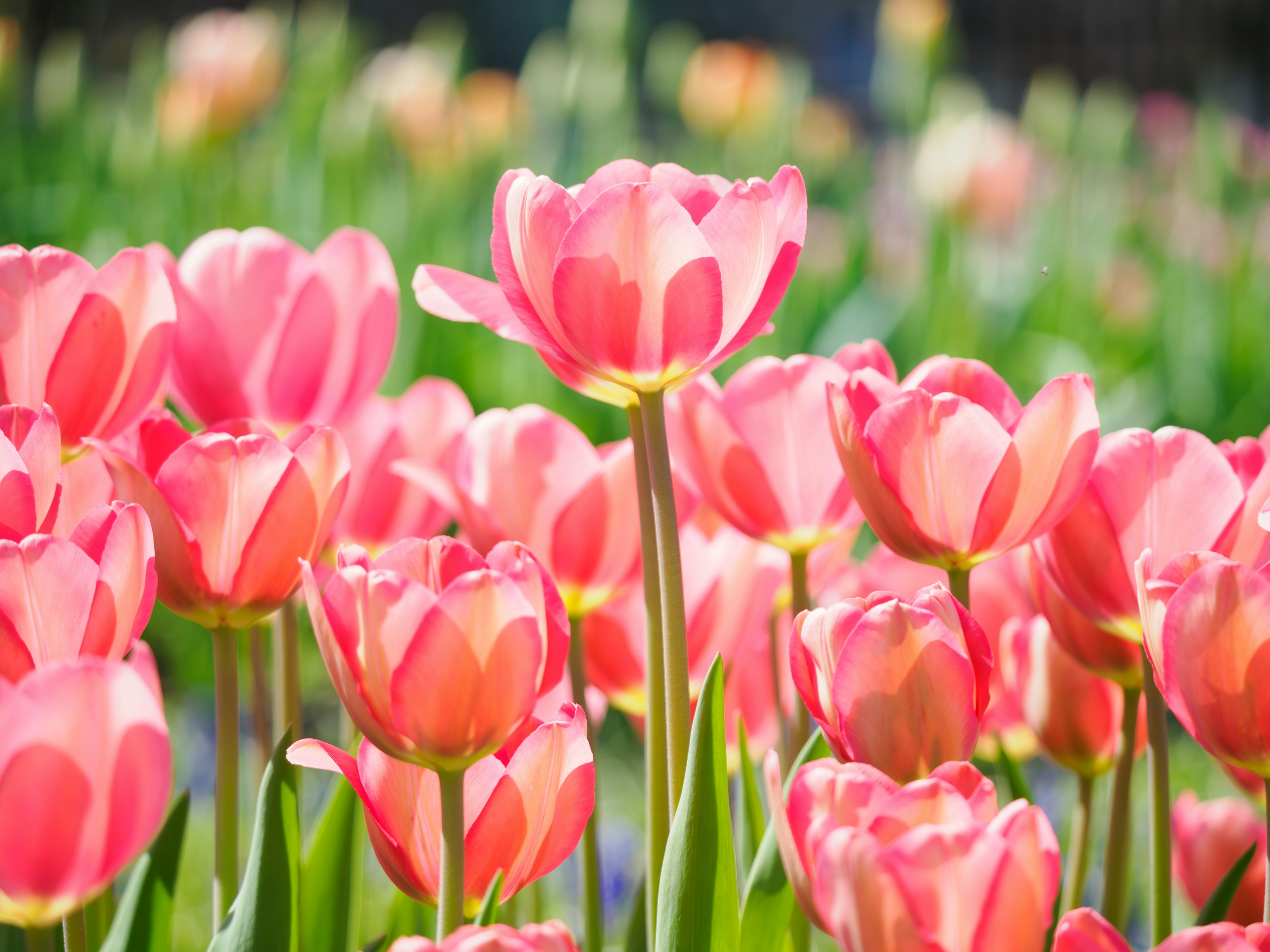 Un campo vibrante de tulipanes rosas en plena floración