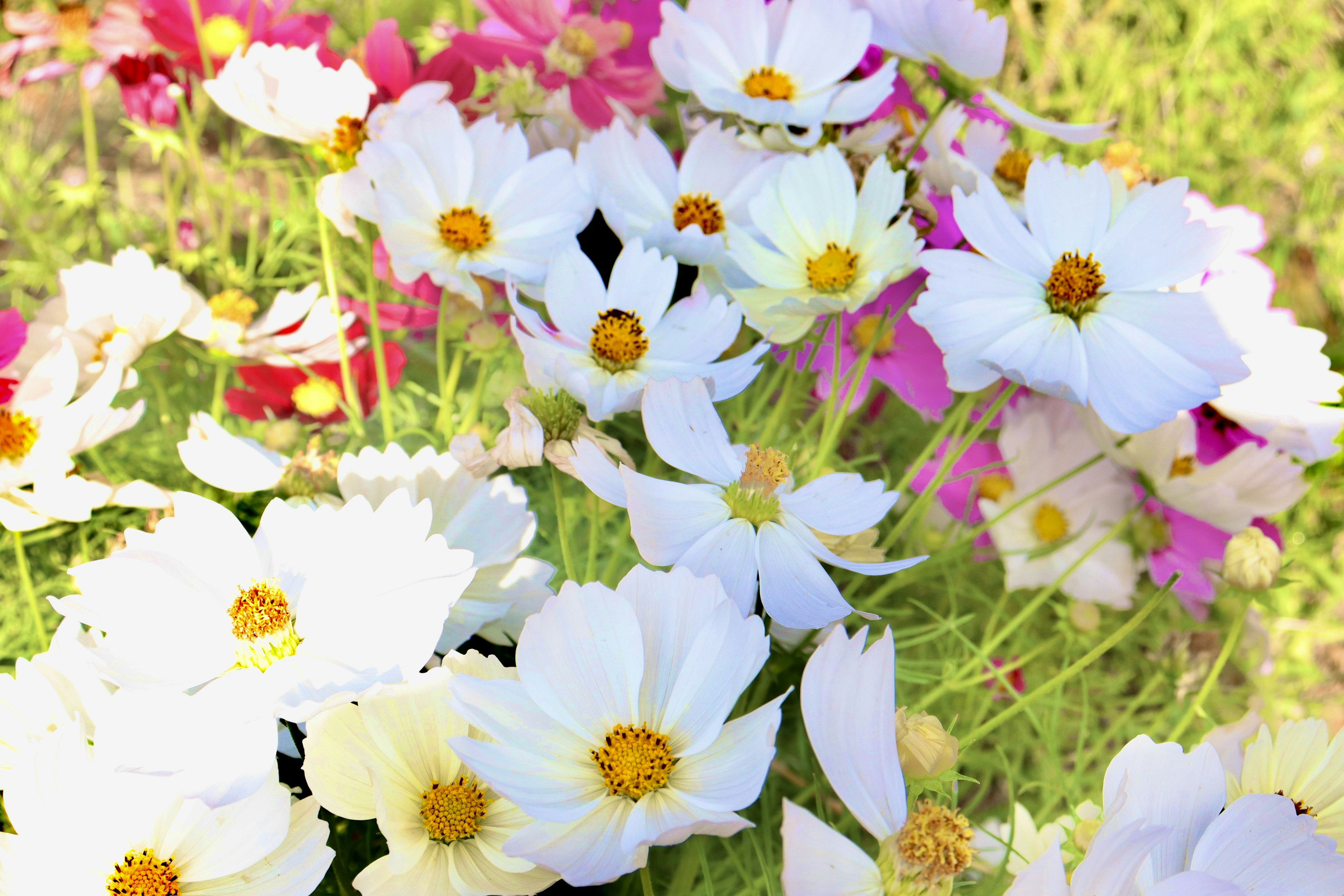 Champs de fleurs colorées avec des fleurs blanches et roses mélangées