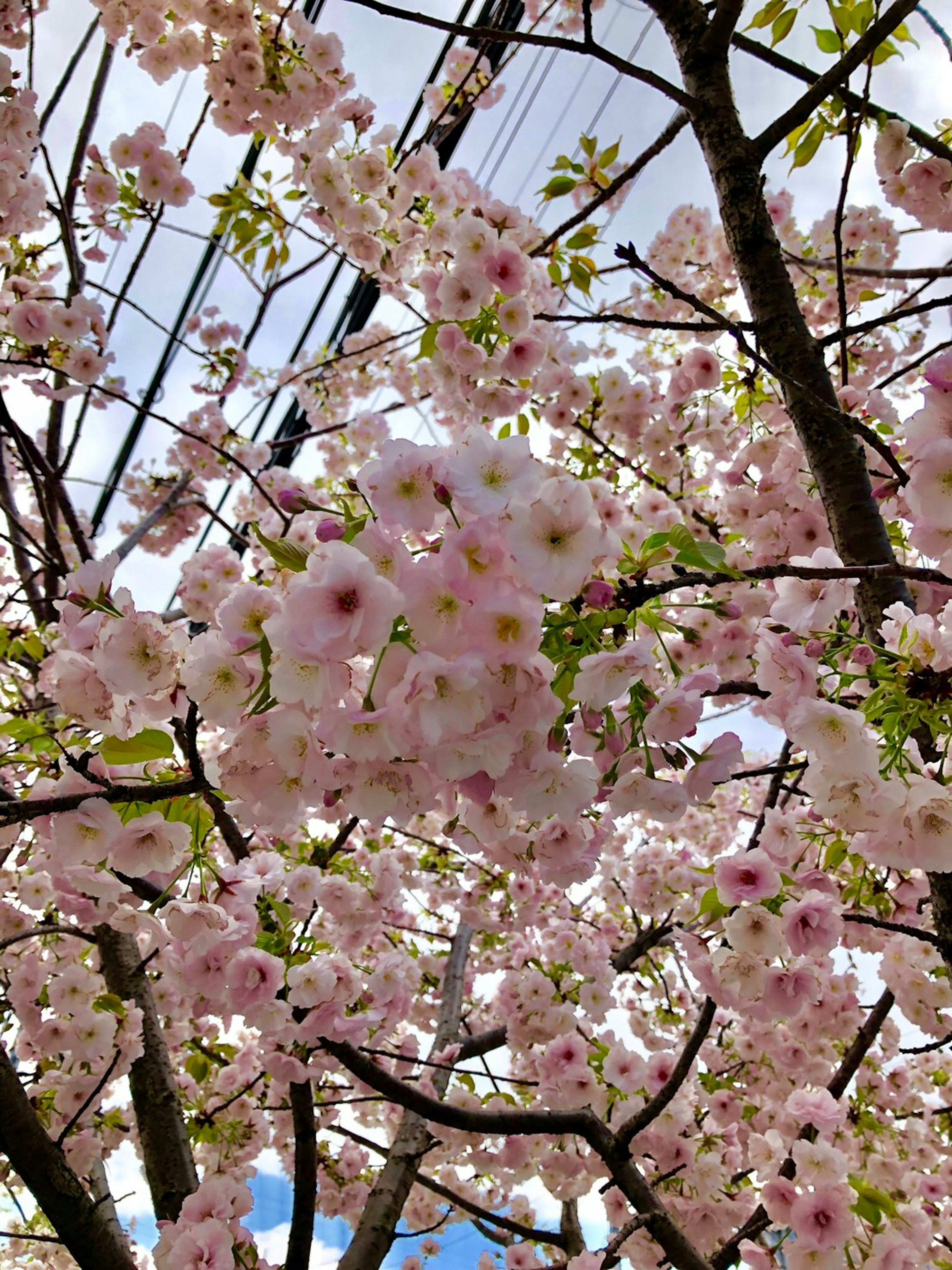 薄いピンクの桜の花が咲く枝と青空の背景