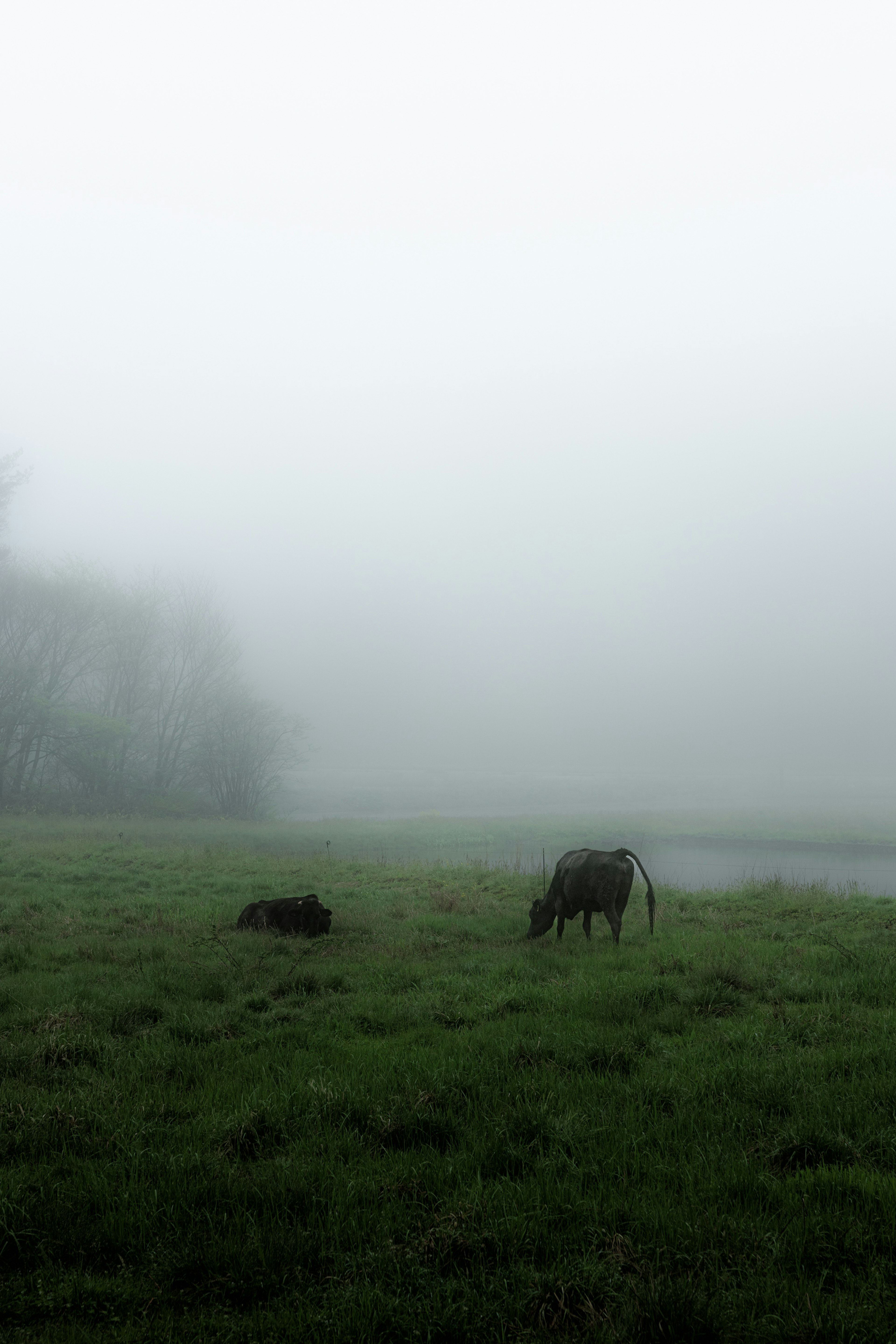 霧の中にいる牛が草を食べる風景