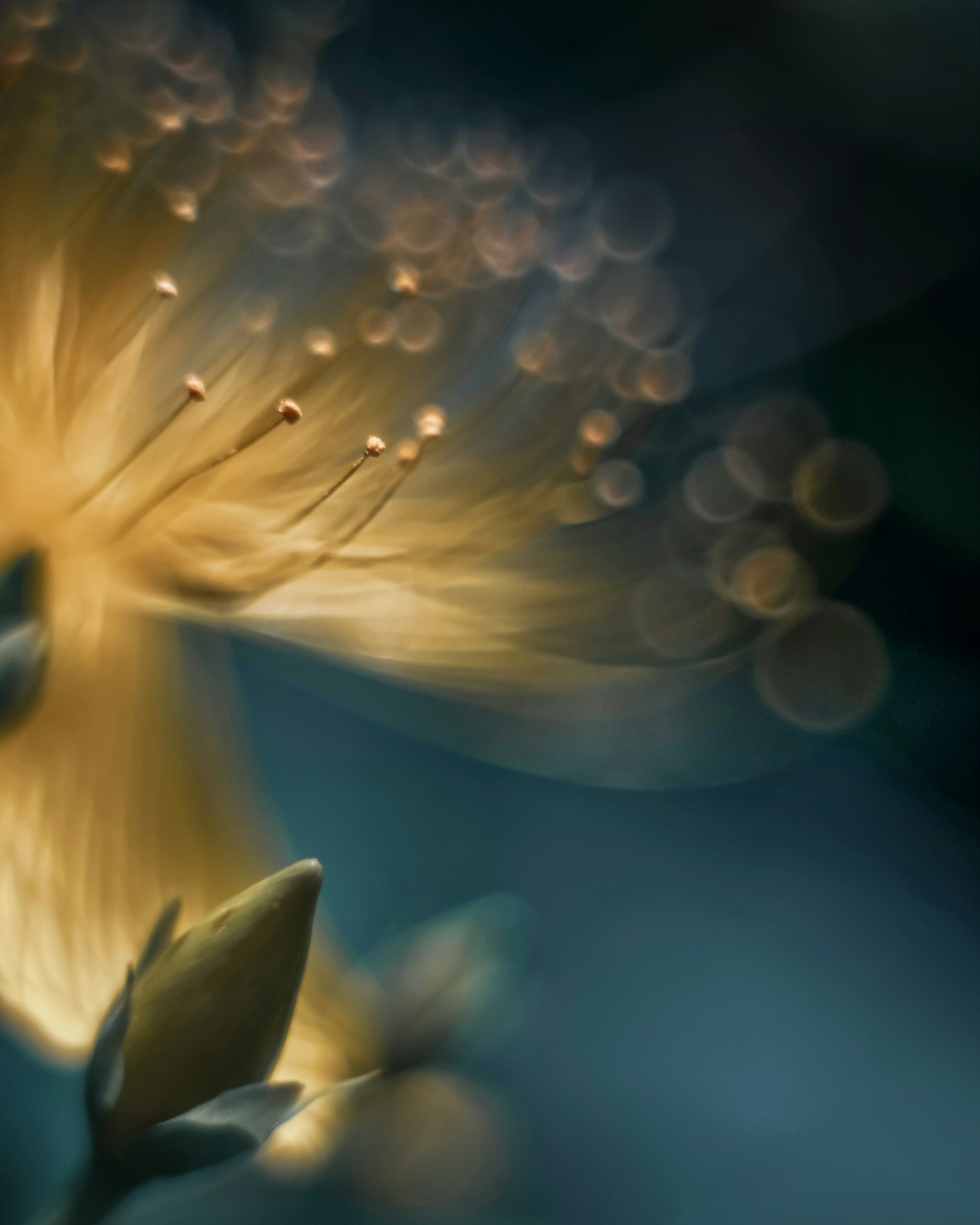 Close-up of a yellow flower glowing against a blue background with a bud