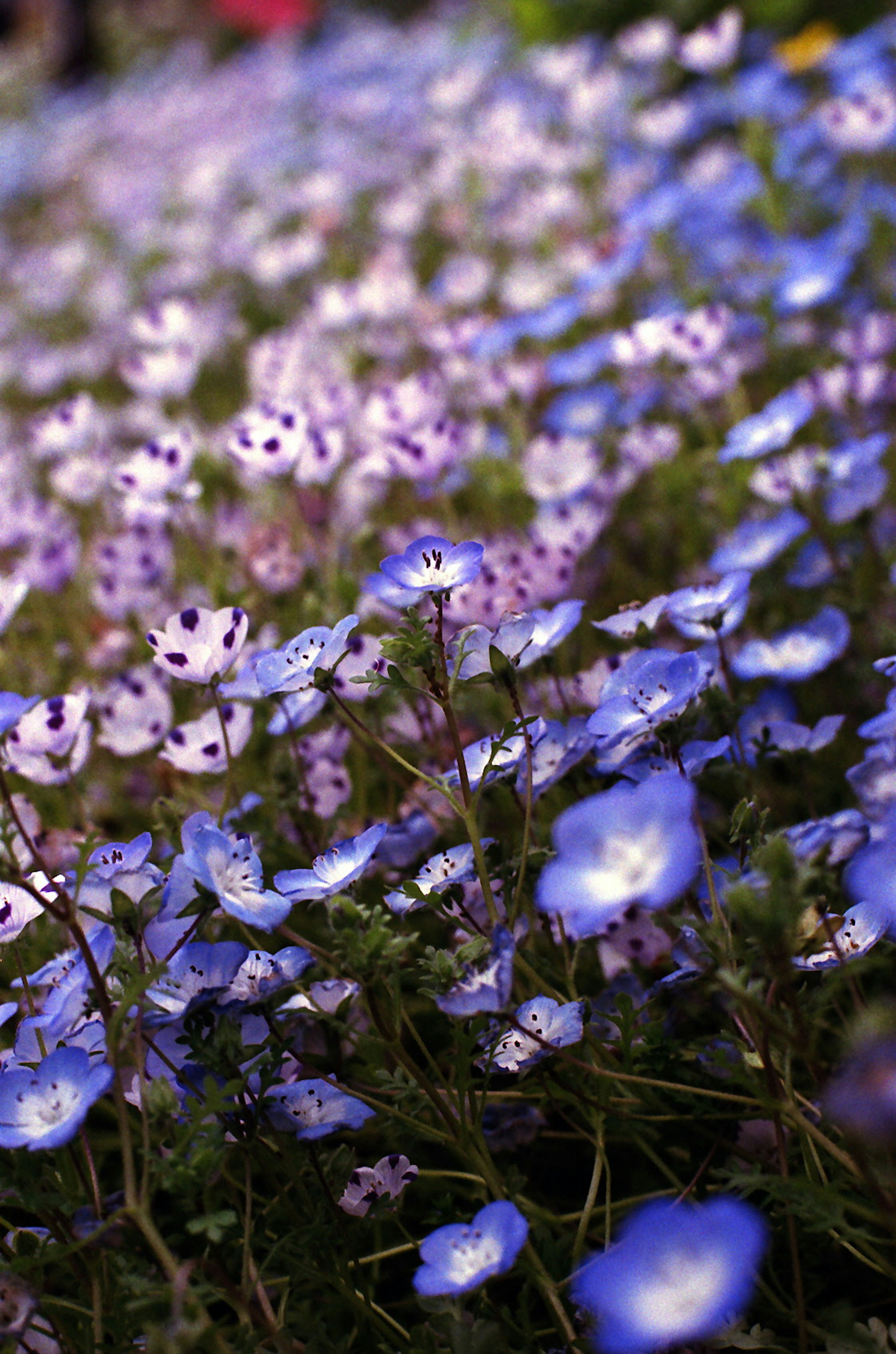 青い花と紫の花が密集して咲いている風景