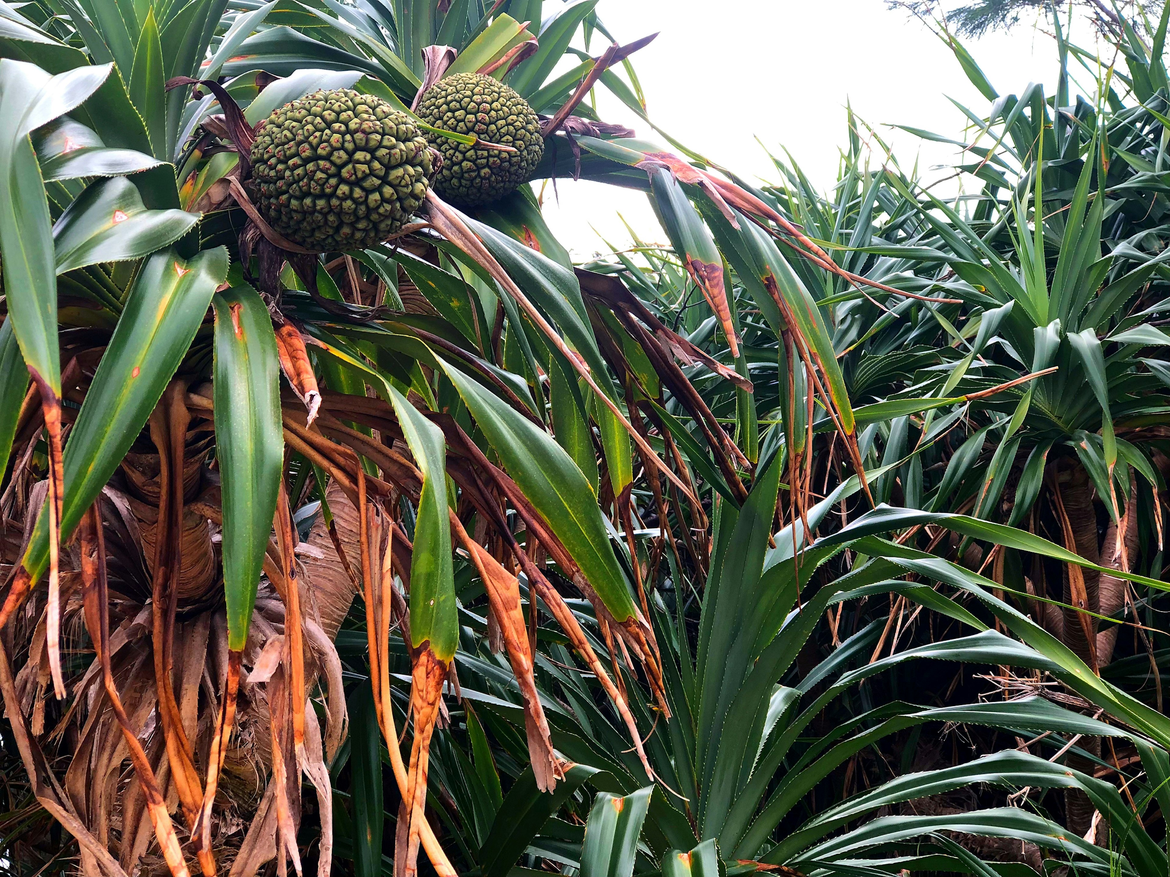 Cluster of plants with pineapple-like fruits surrounded by long green leaves