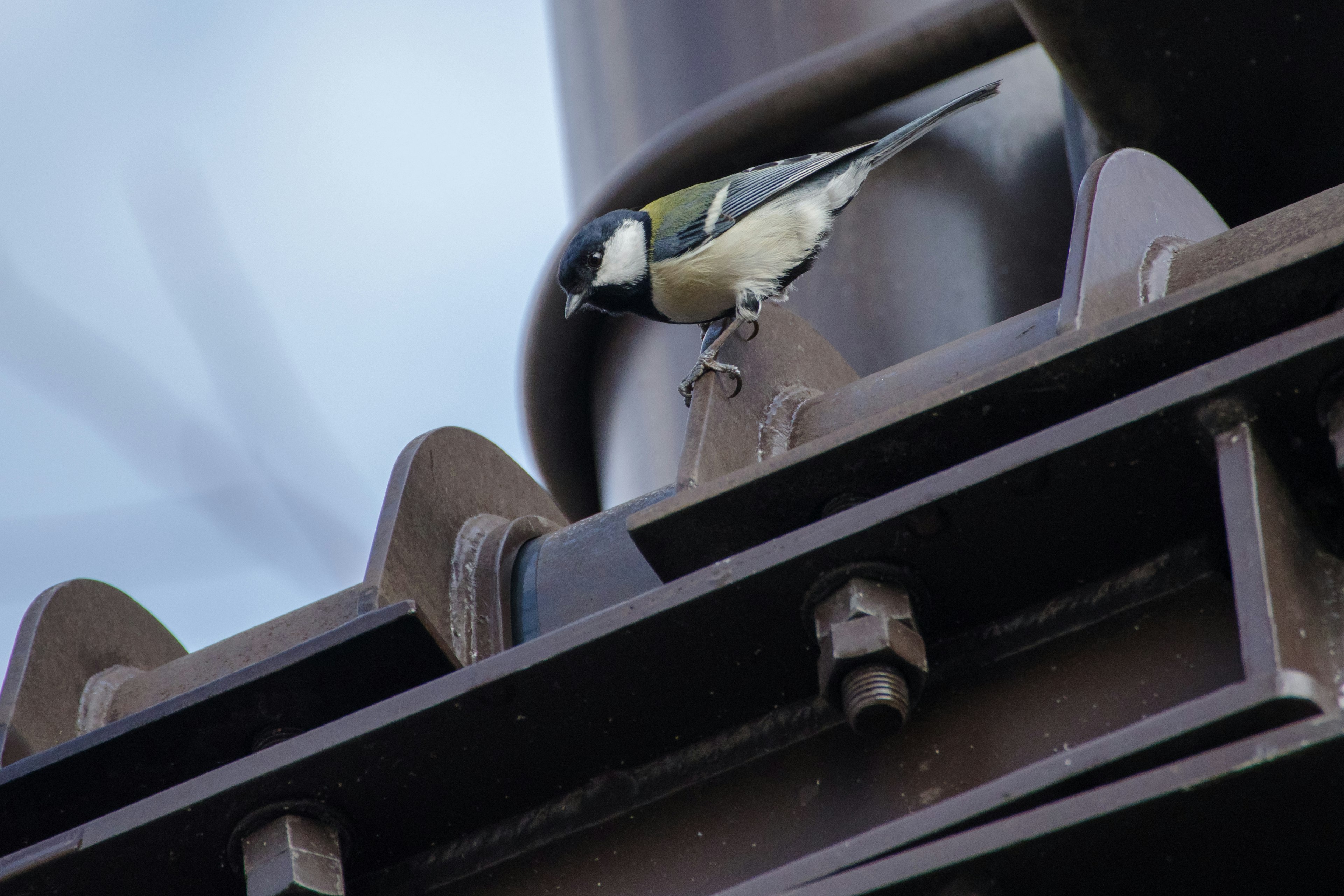 Un petit oiseau perché sur une structure métallique