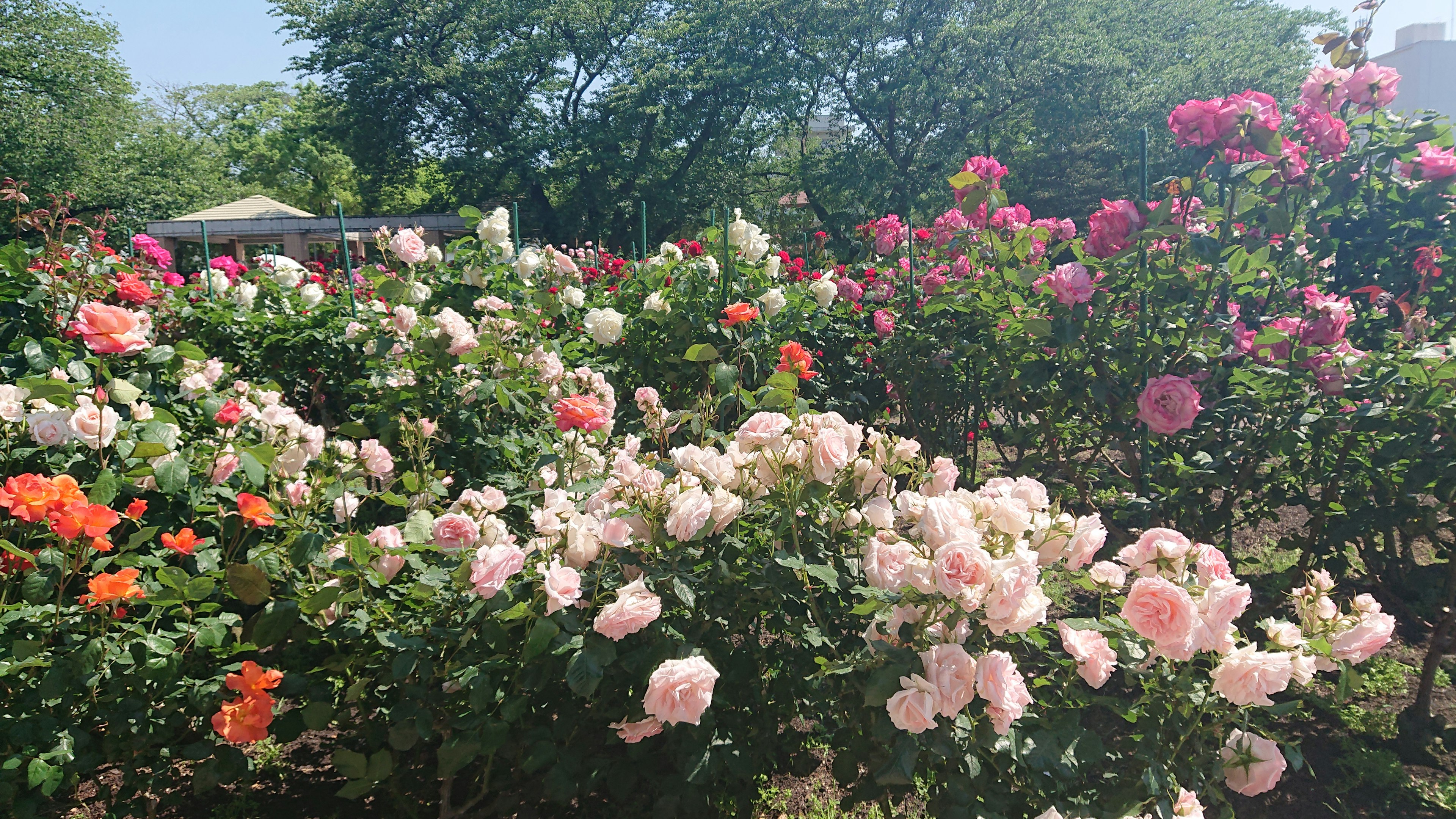 Un jardin vibrant rempli de roses en fleurs de différentes couleurs