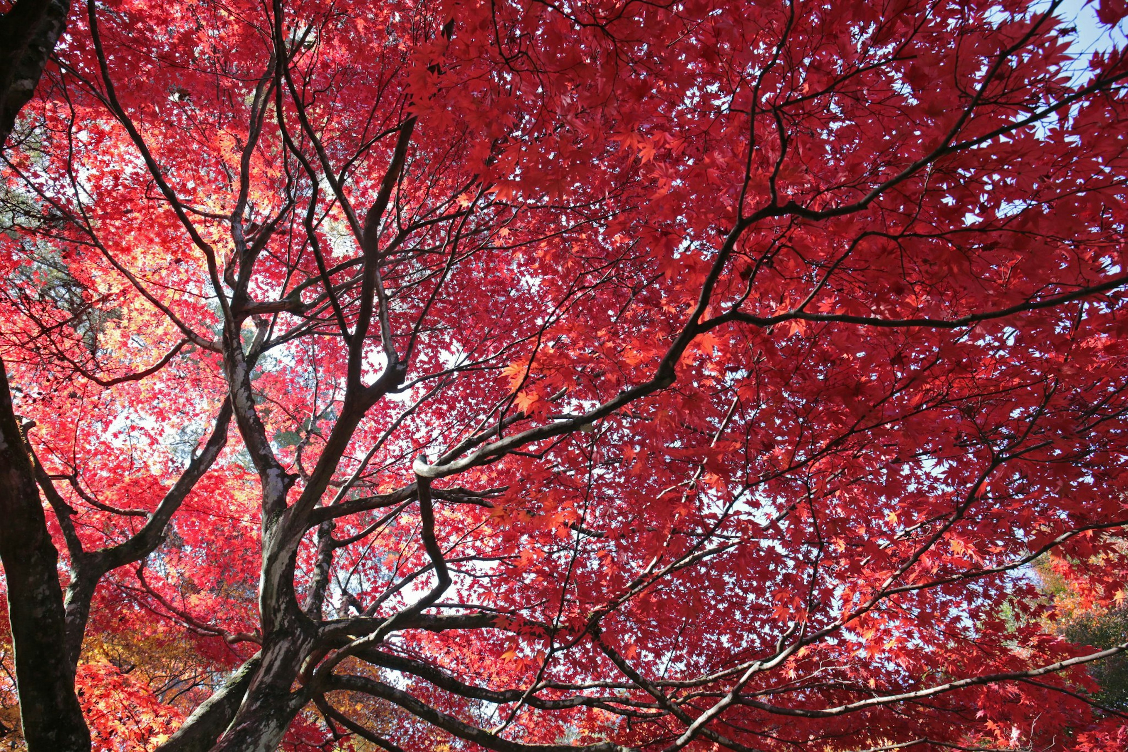 Branches d'arbre magnifiques avec des feuilles rouges