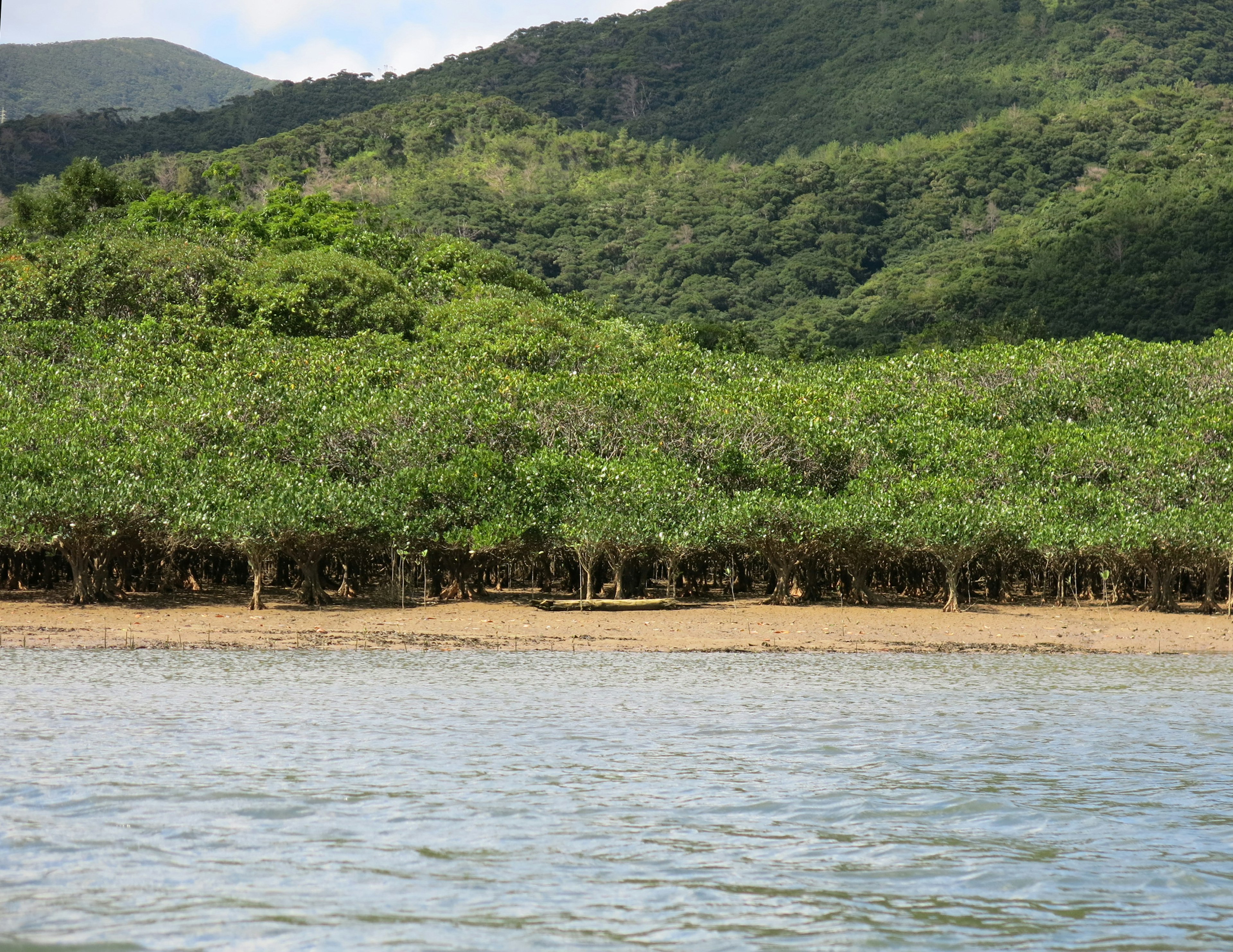 Alberi di mangrovie lussureggianti lungo la riva con montagne sullo sfondo