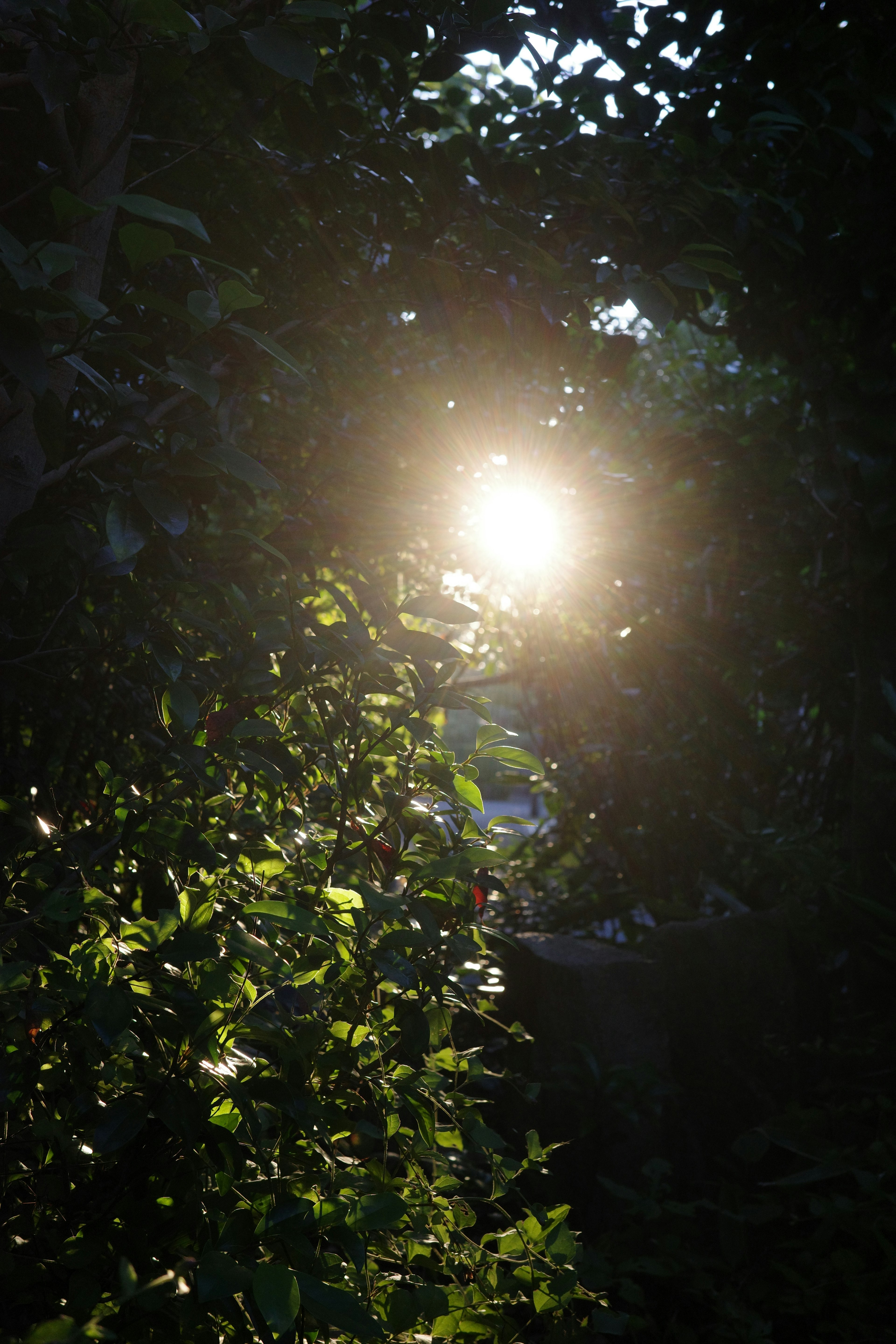 Sunlight streaming through green leaves