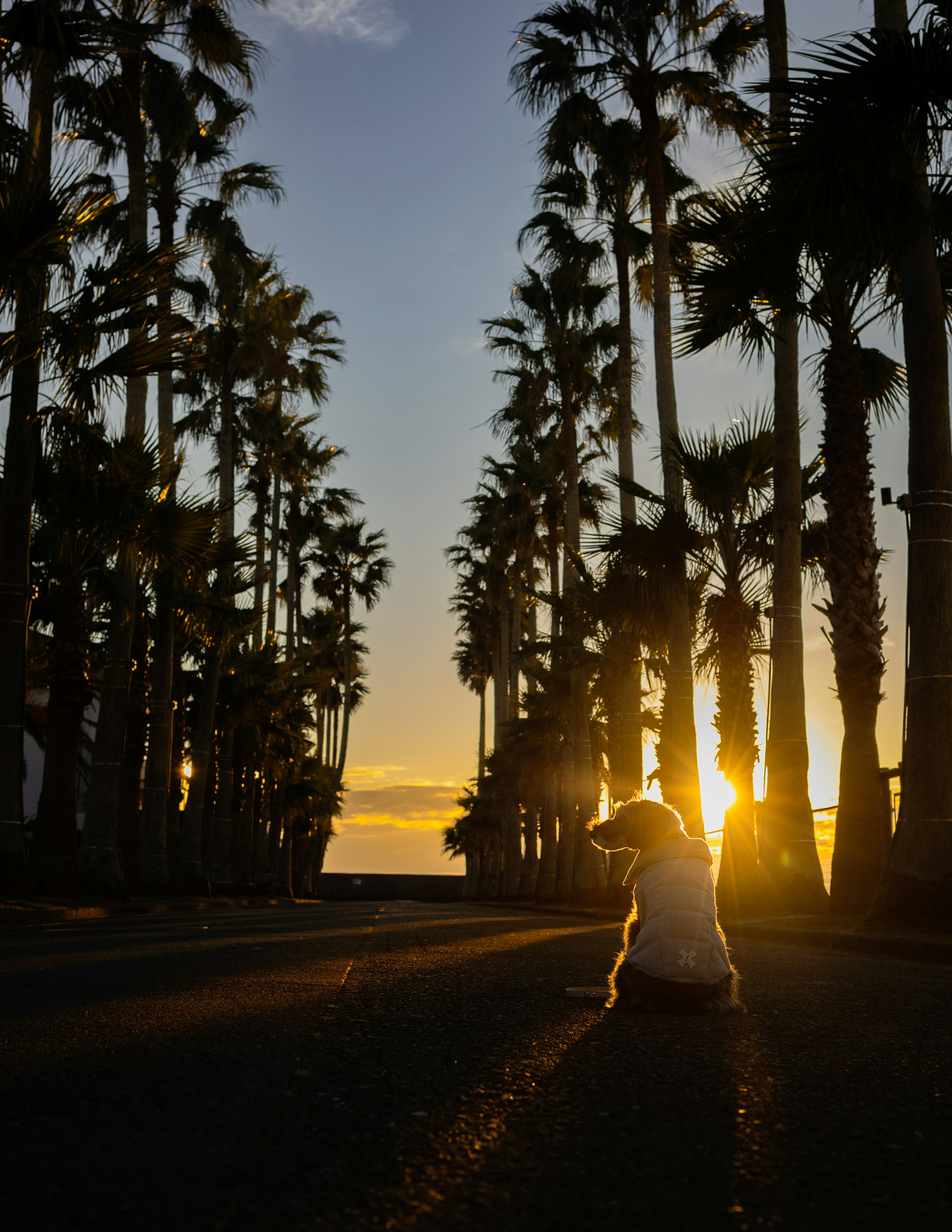 Un cane seduto su una strada fiancheggiata da palme con il tramonto sullo sfondo