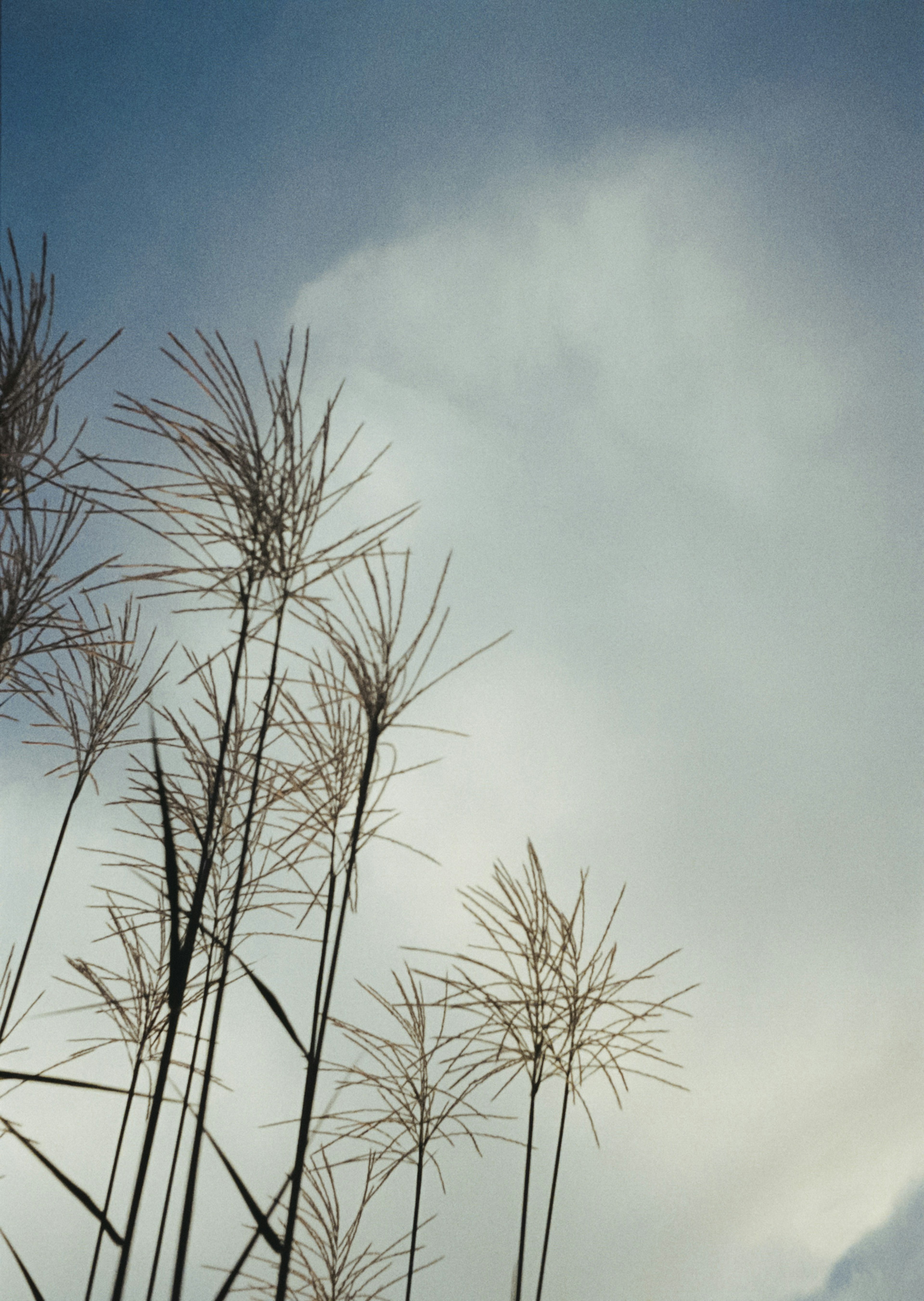 Silhouette of slender grass under a blue sky