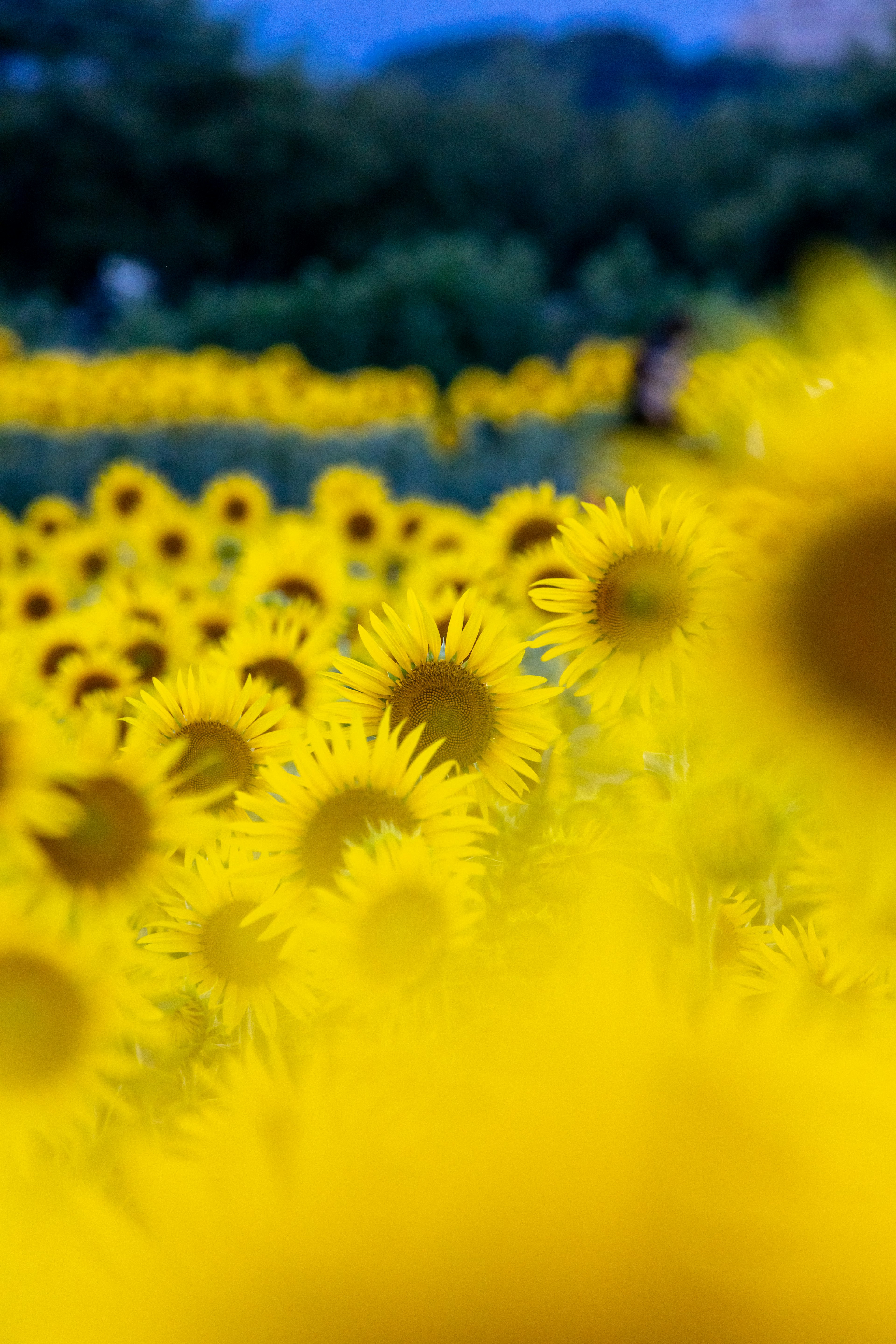 ทุ่งดอกทานตะวันสดใสที่เต็มไปด้วยดอกไม้สีเหลืองสดใส