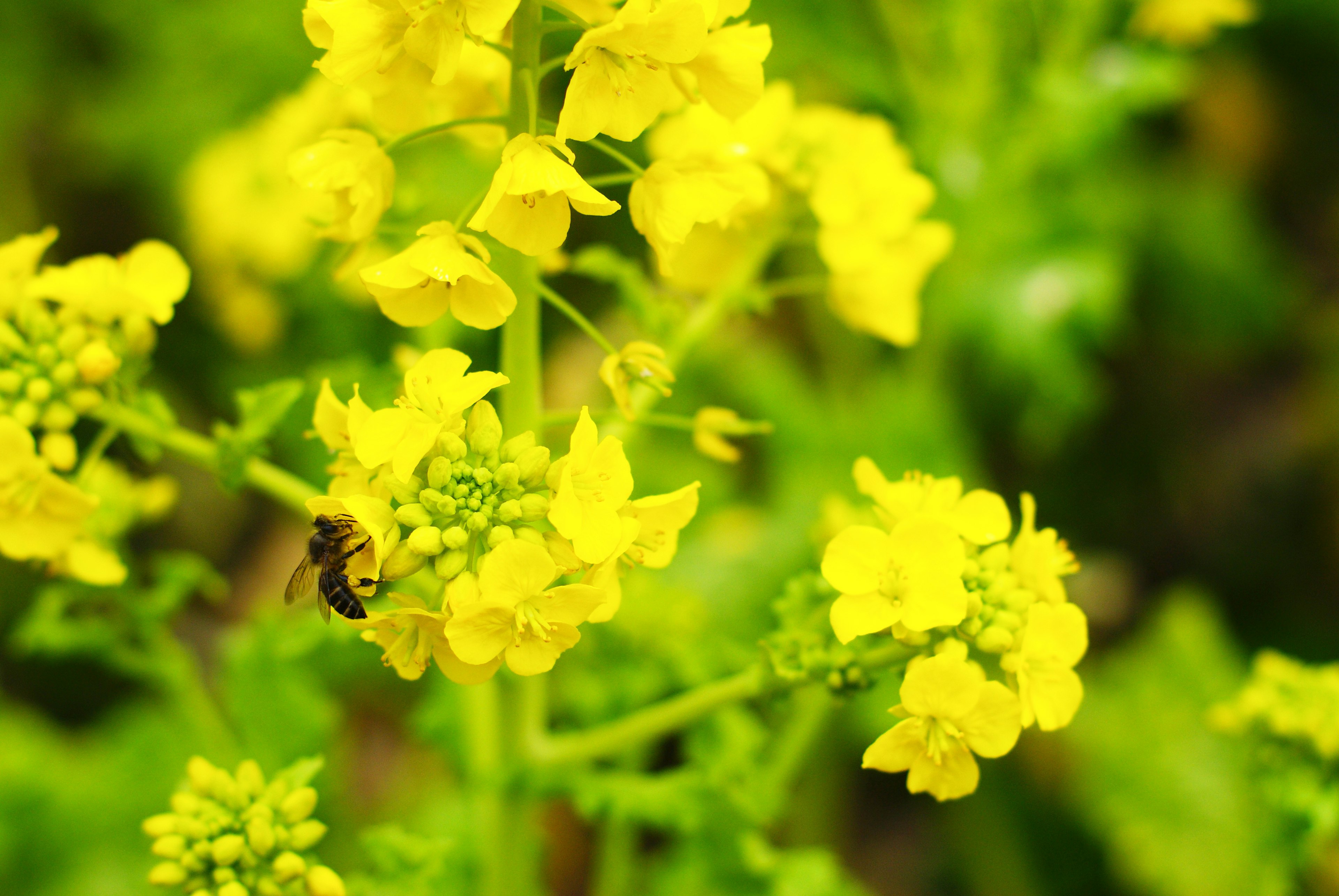 Seekor lebah di atas bunga kuning cerah dari tanaman dengan daun hijau