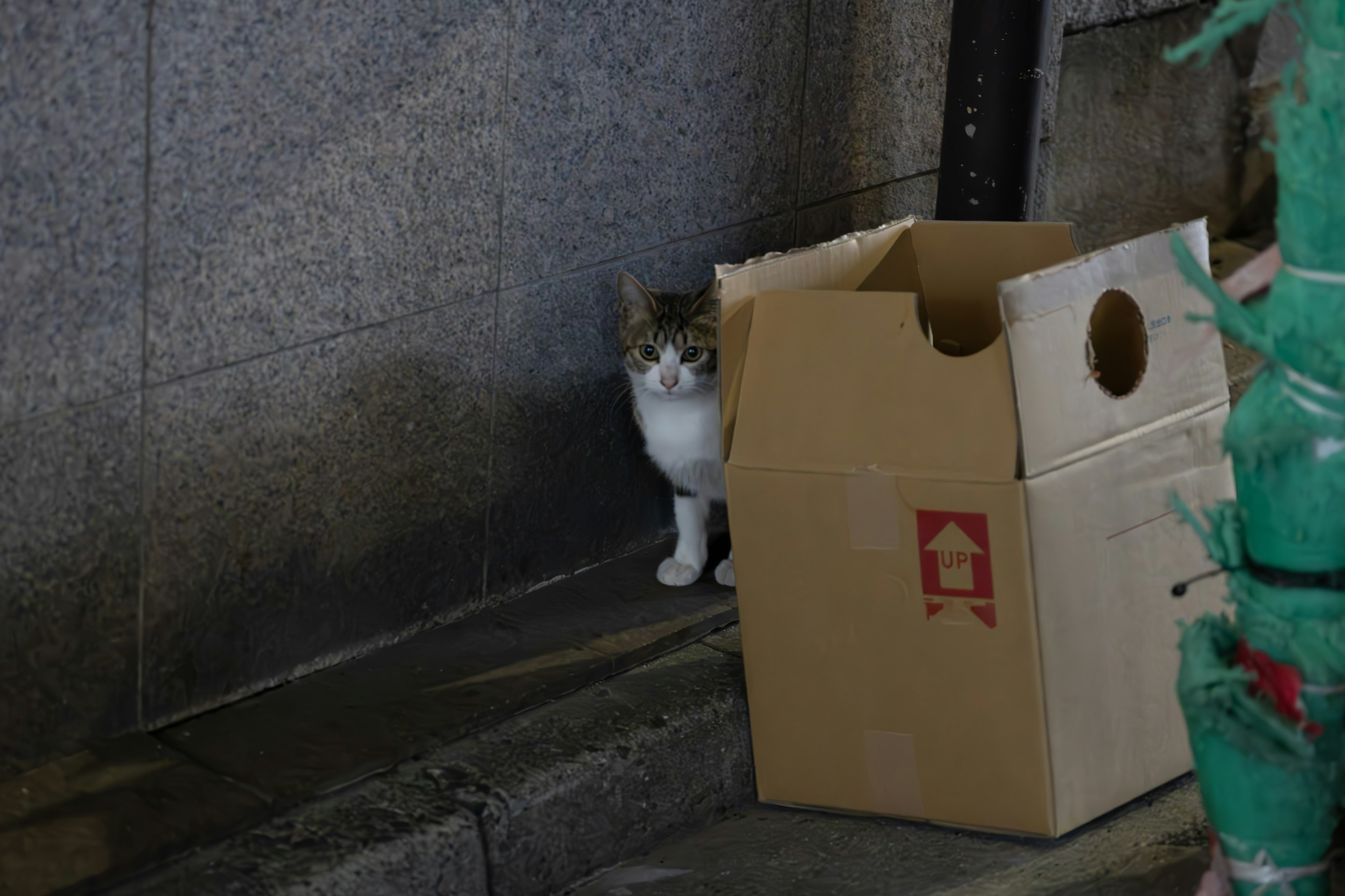 Katze, die hinter einem Karton schaut