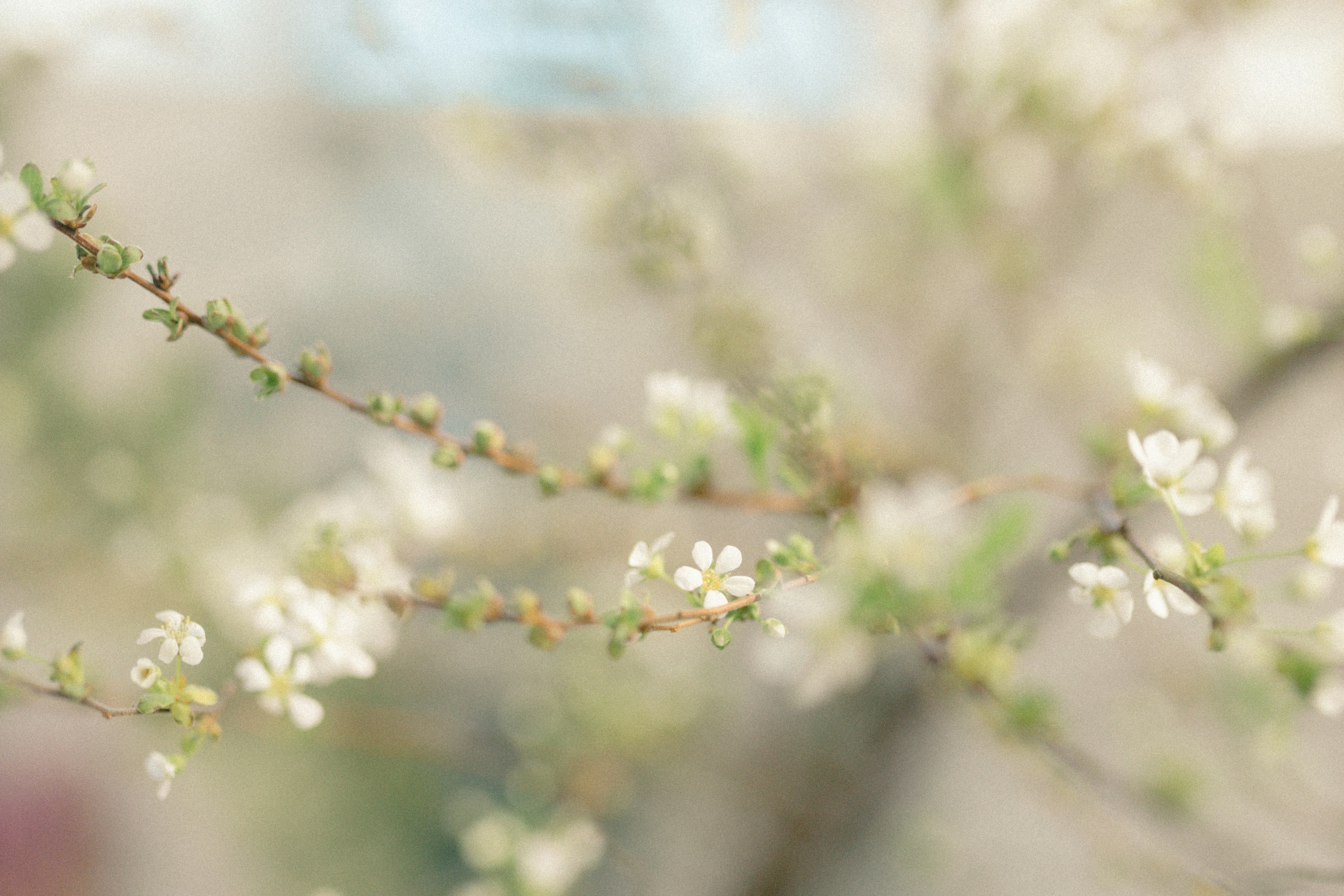 模糊的白花枝条图像