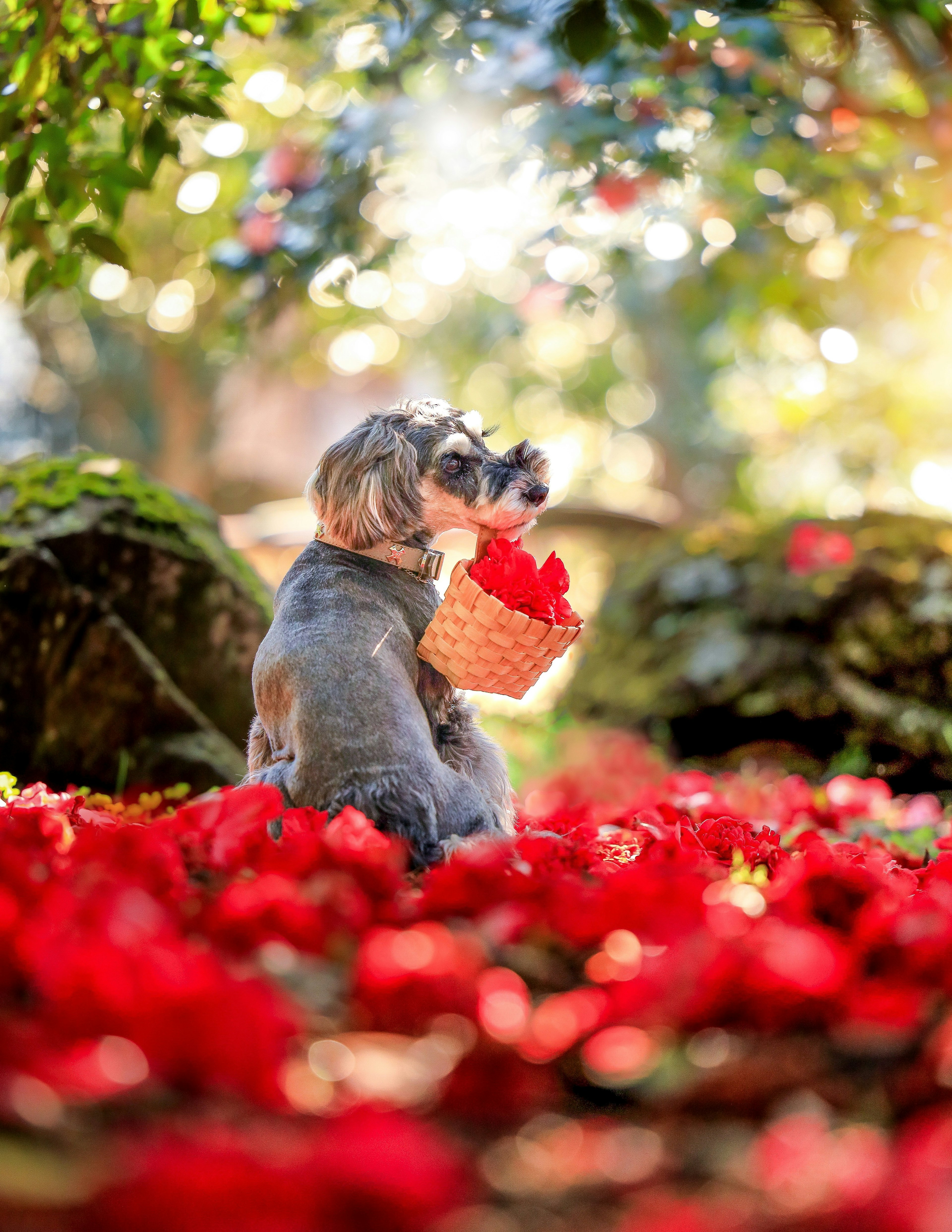 赤い花びらの中に座っている犬とバスケット