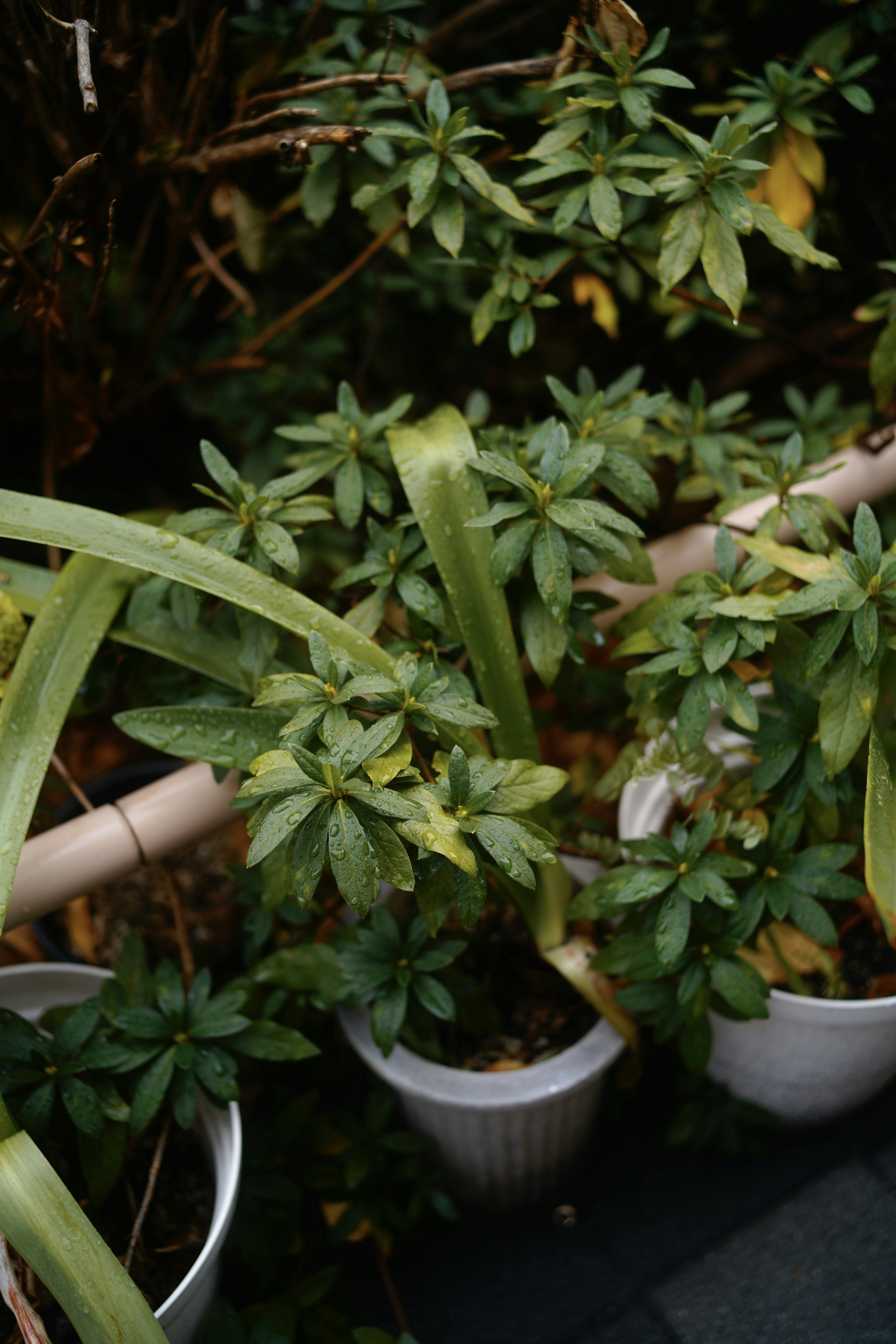 Lush green potted plants arranged in a natural setting