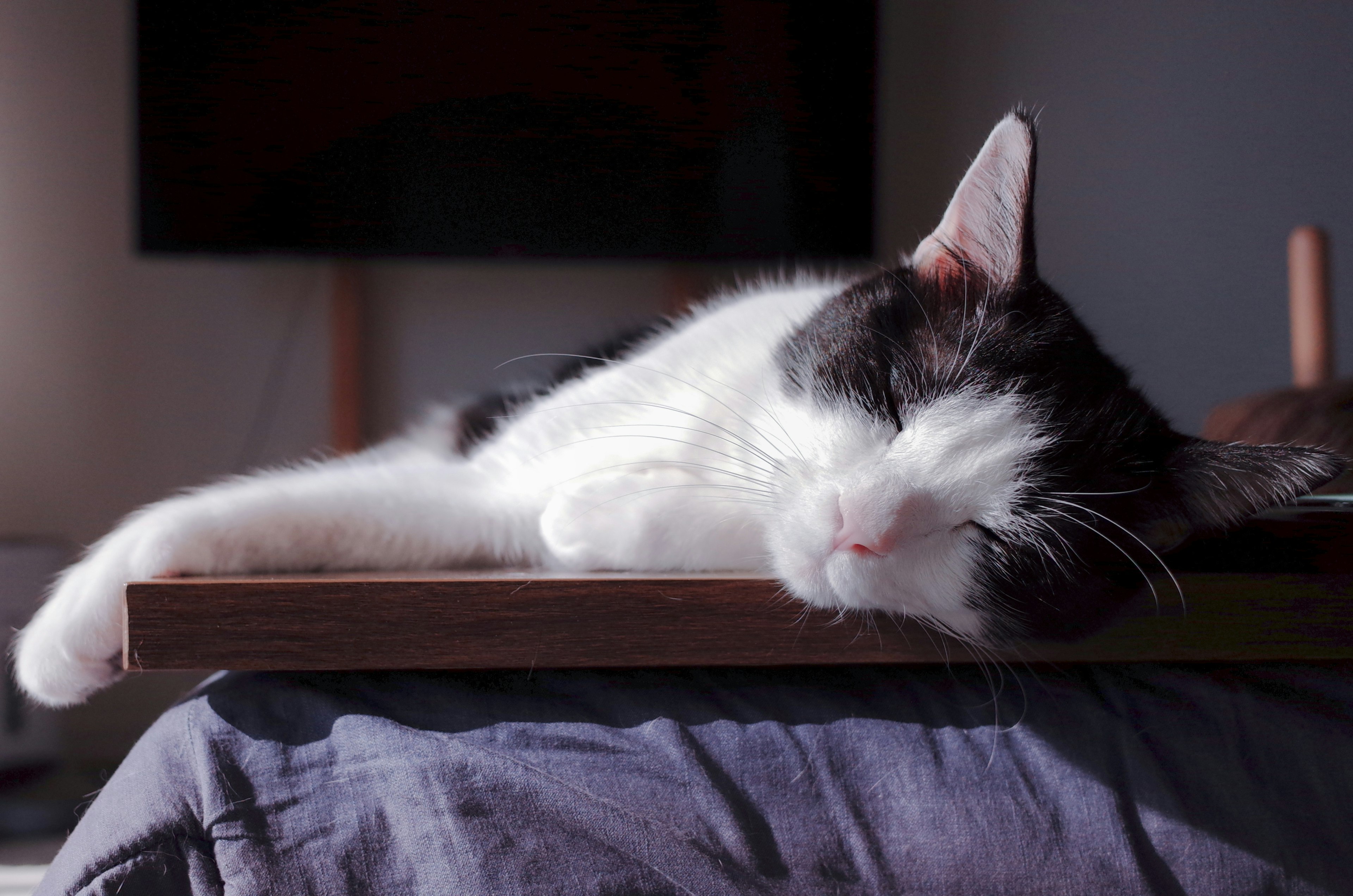 Kucing hitam putih tidur di atas meja