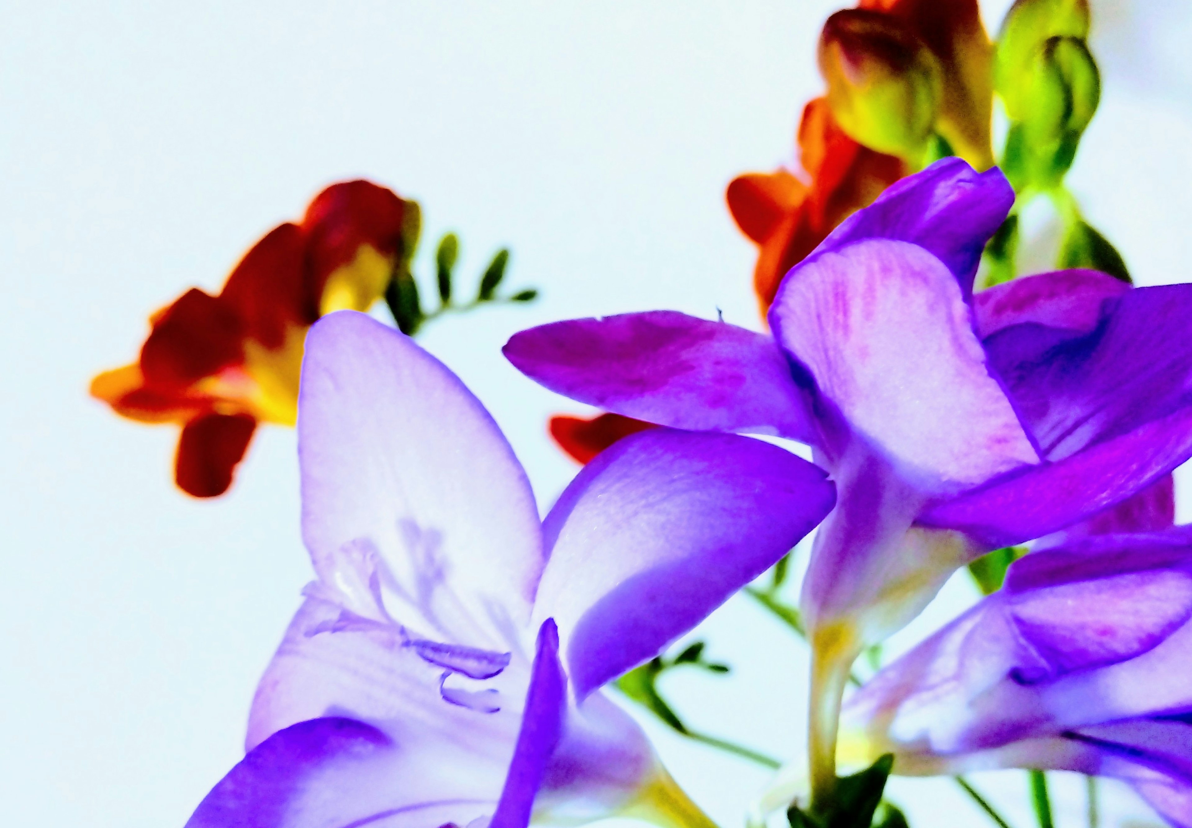 Colorful freesia flowers with a white background