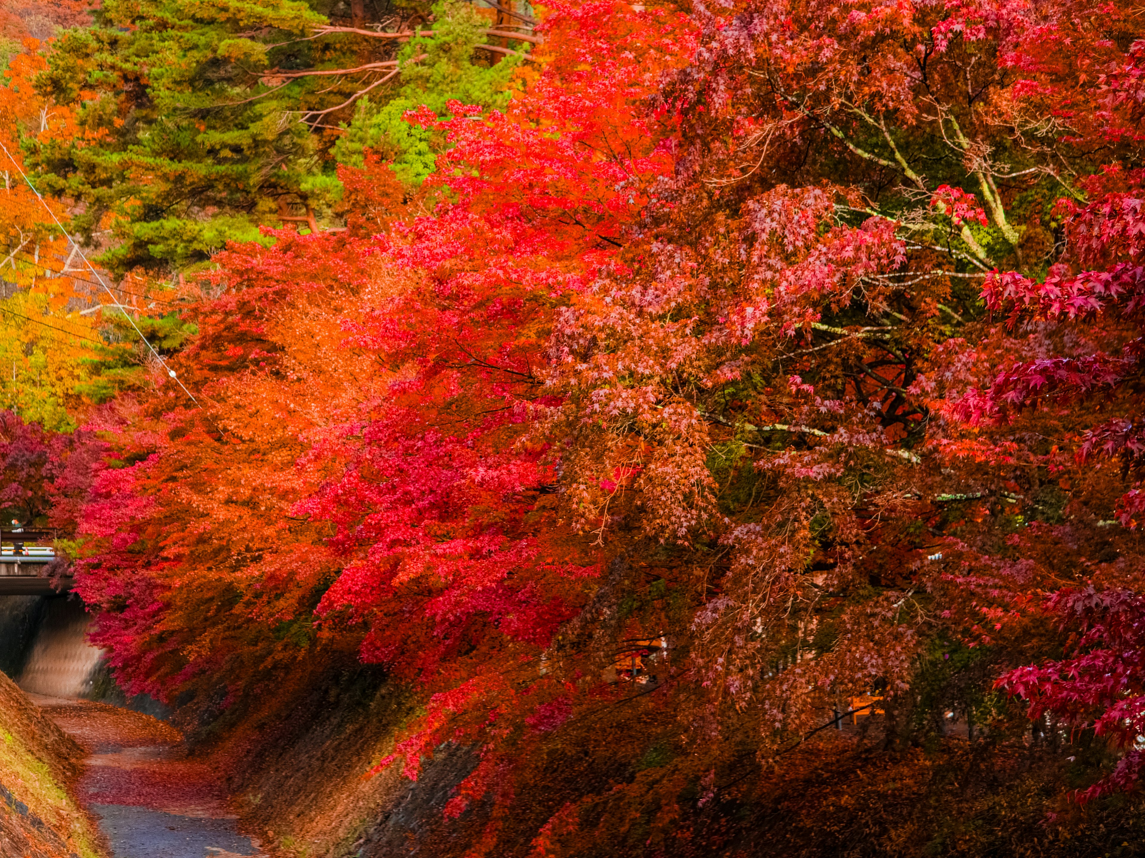 紅葉した木々が並ぶ小道の風景