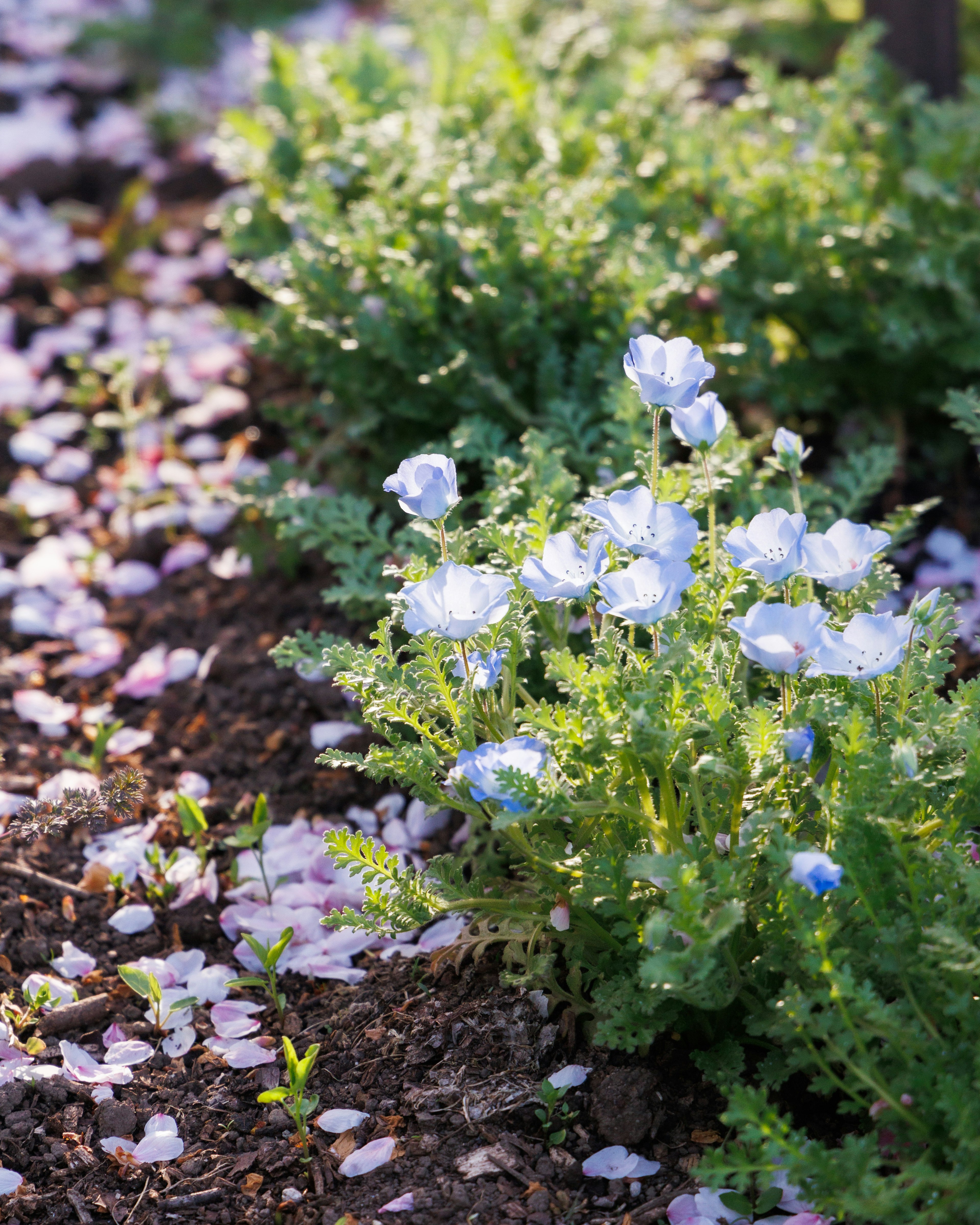 Escena de jardín con flores azules y follaje verde