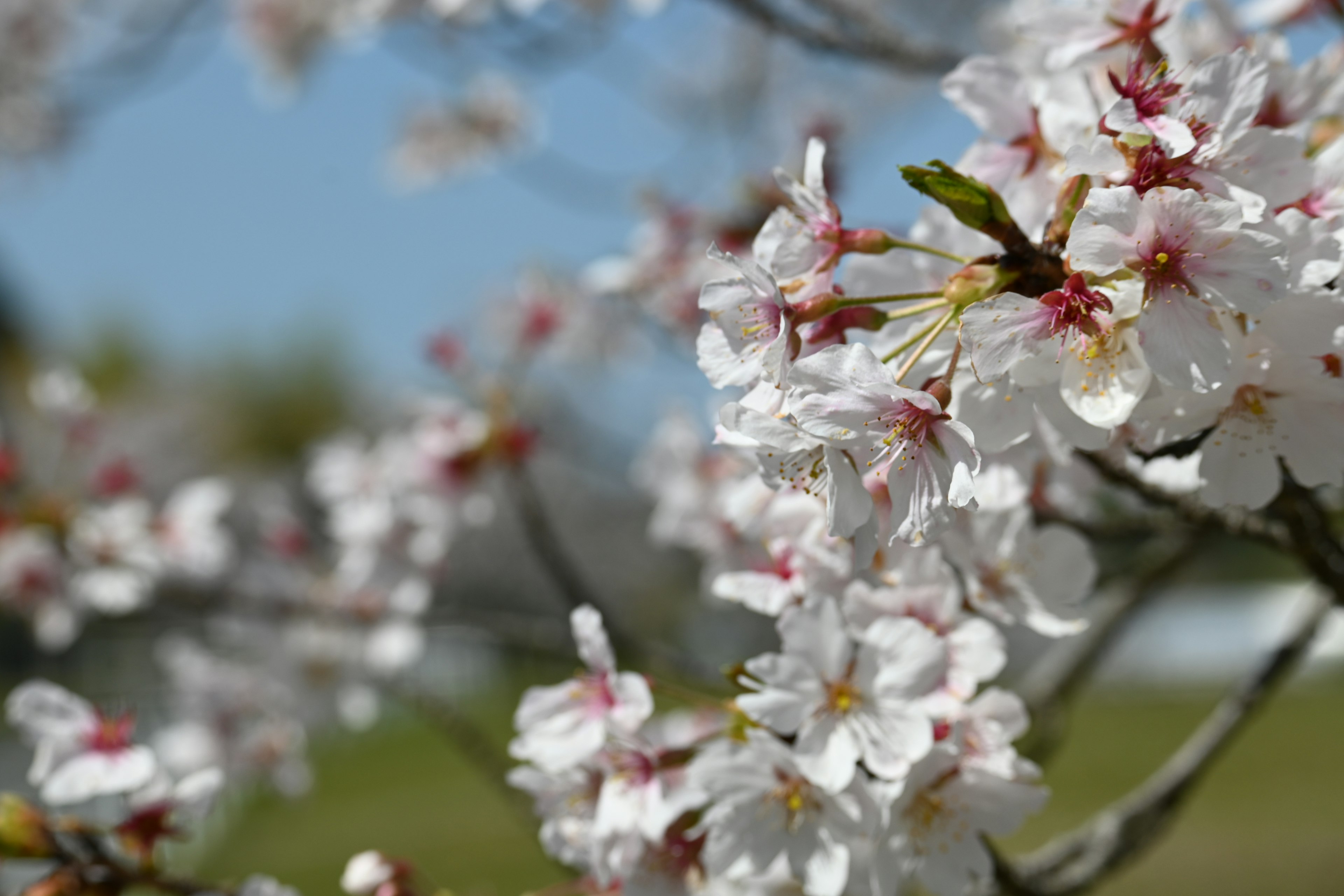 Primer plano de flores de cerezo en una rama con fondo de cielo azul