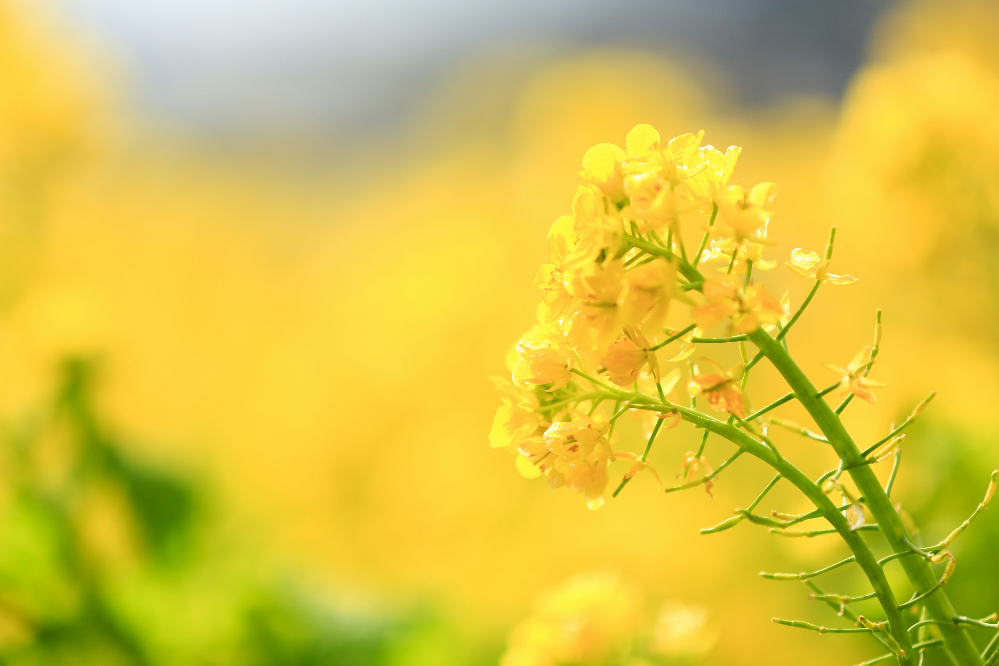 黄色い花が咲いている植物のクローズアップ背景にぼやけた黄色の花畑