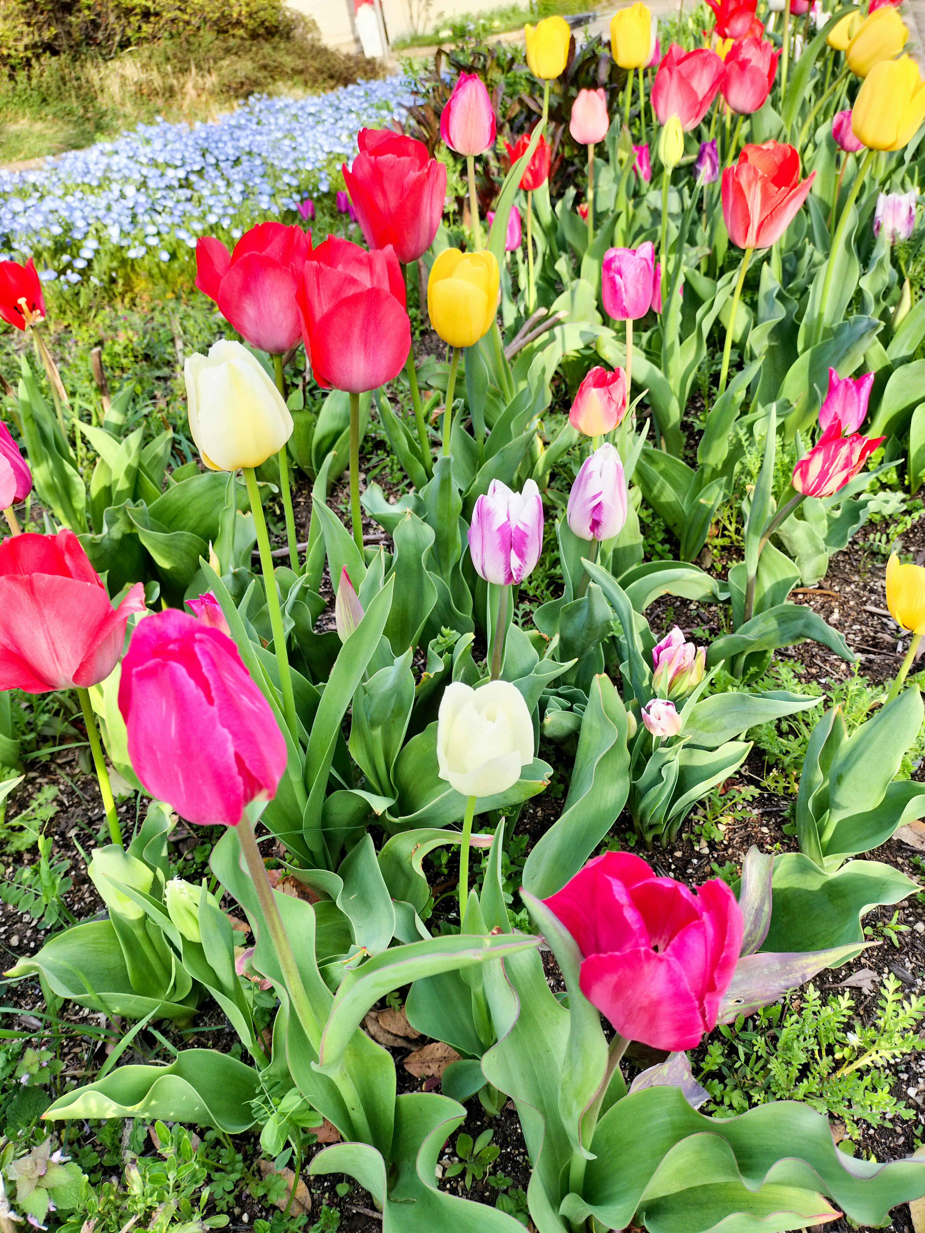 Jardin de tulipes coloré avec des fleurs rouges, jaunes, roses et blanches